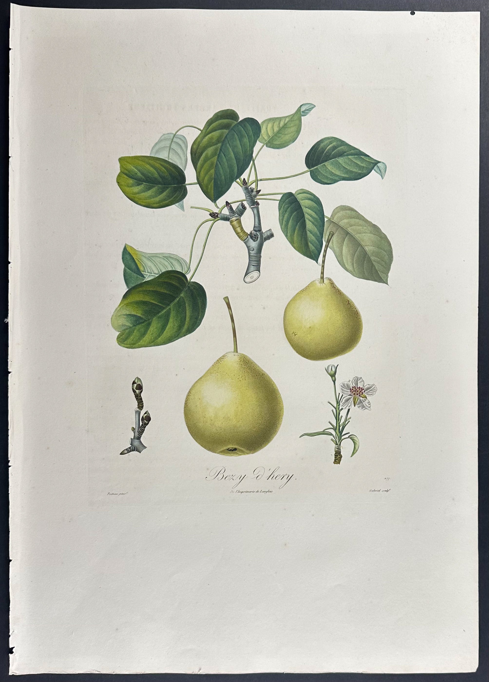 Pear