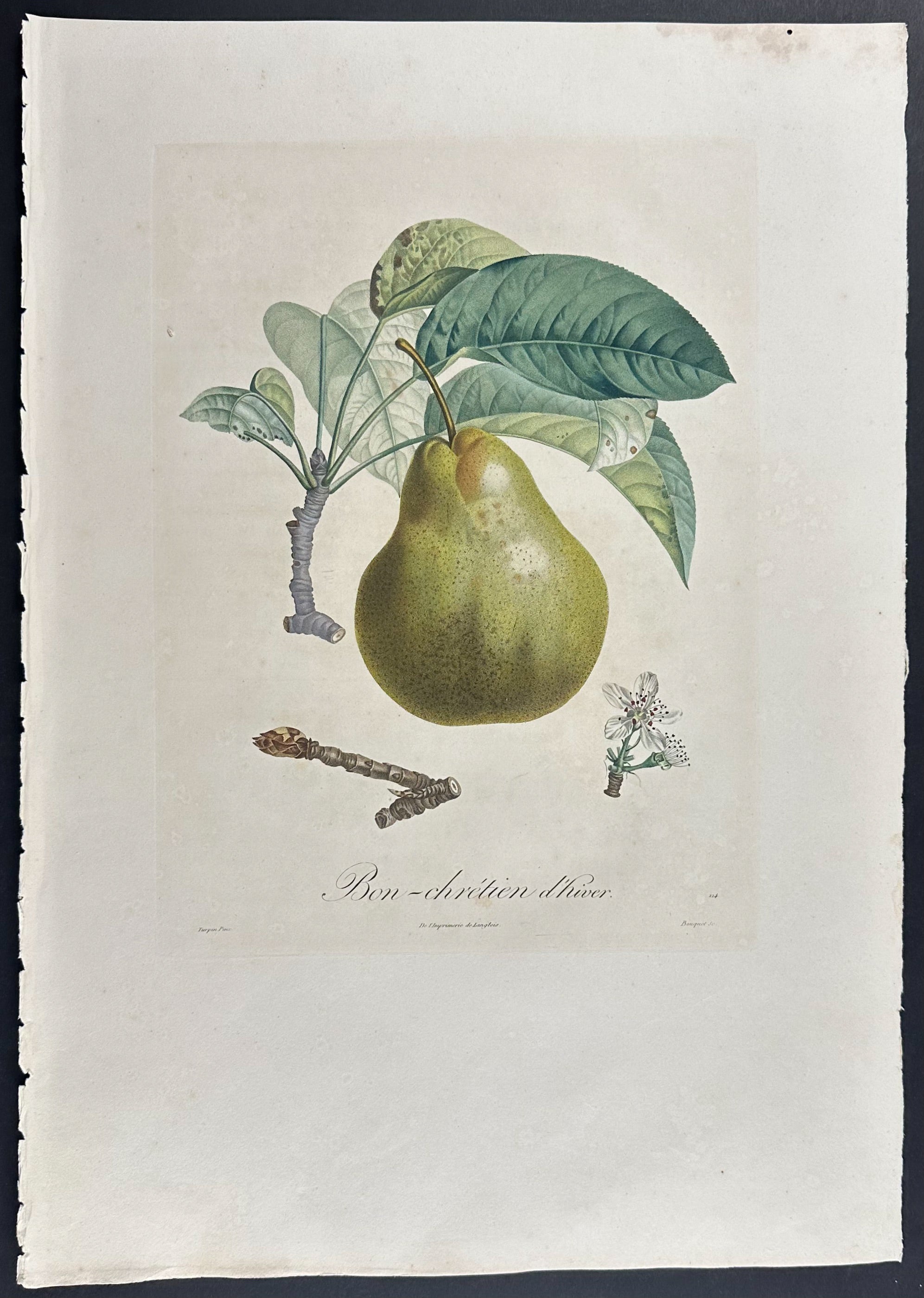 Pear