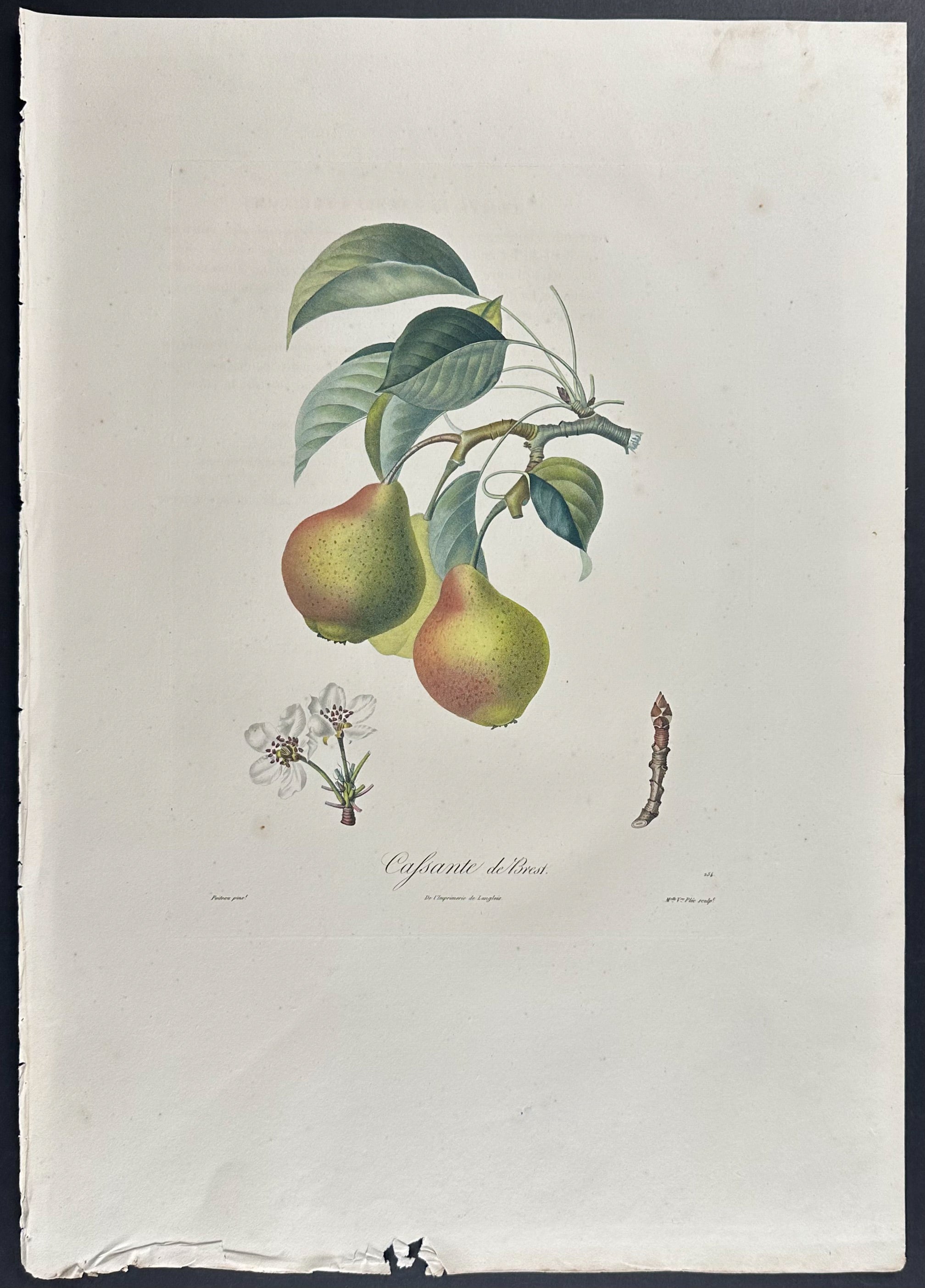 Pear