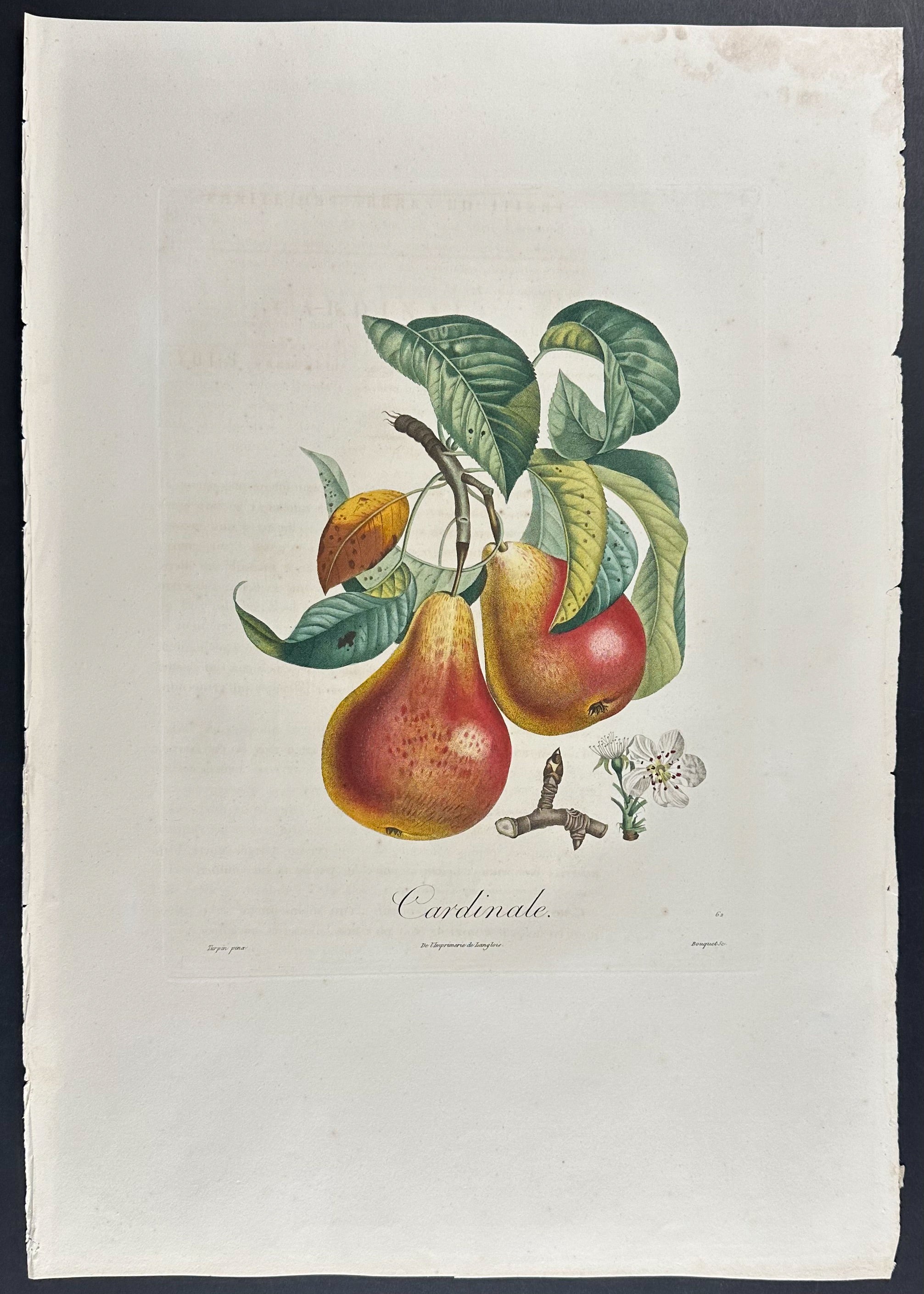 Pear