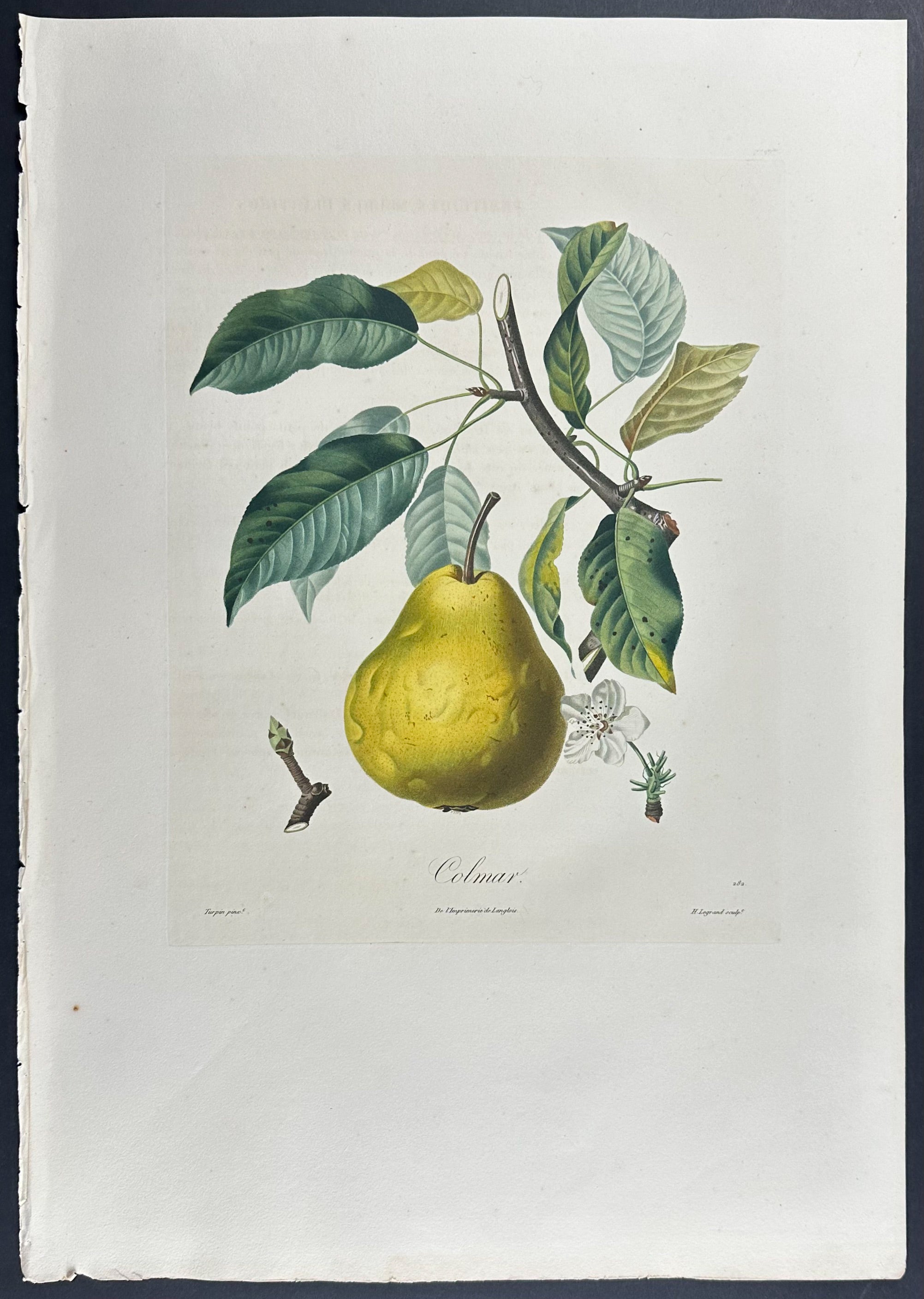 Pear