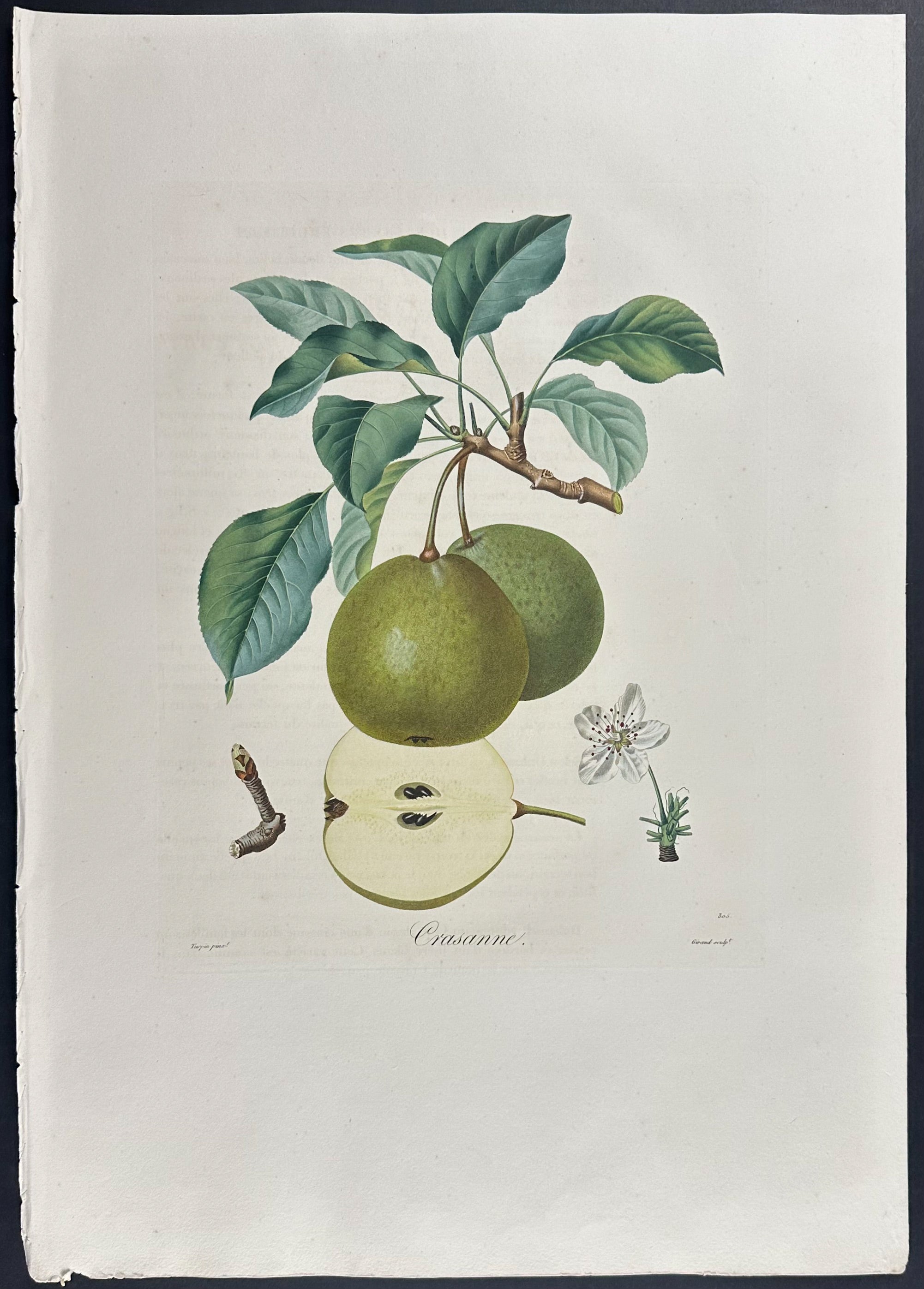 Pear