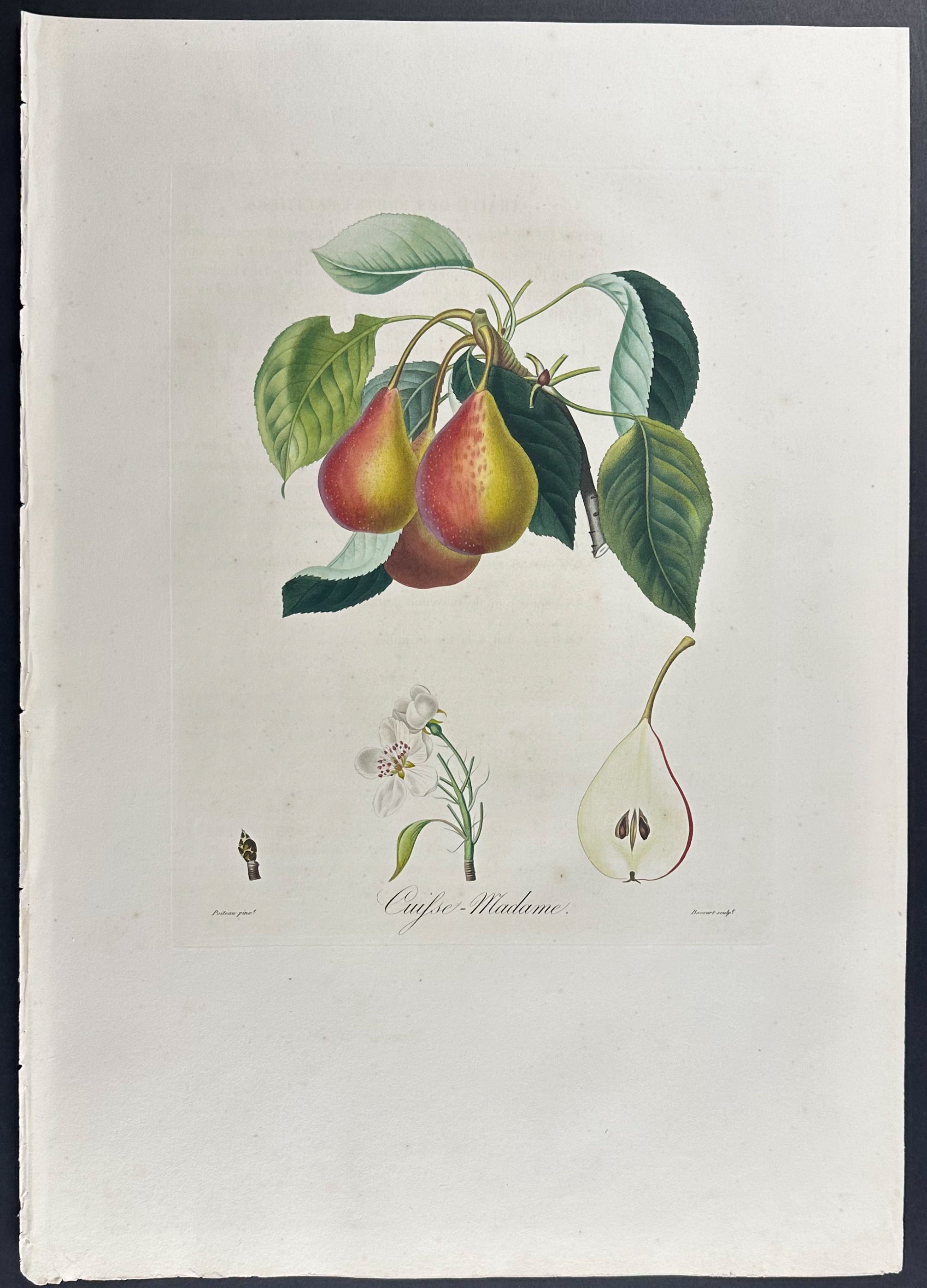 Pear