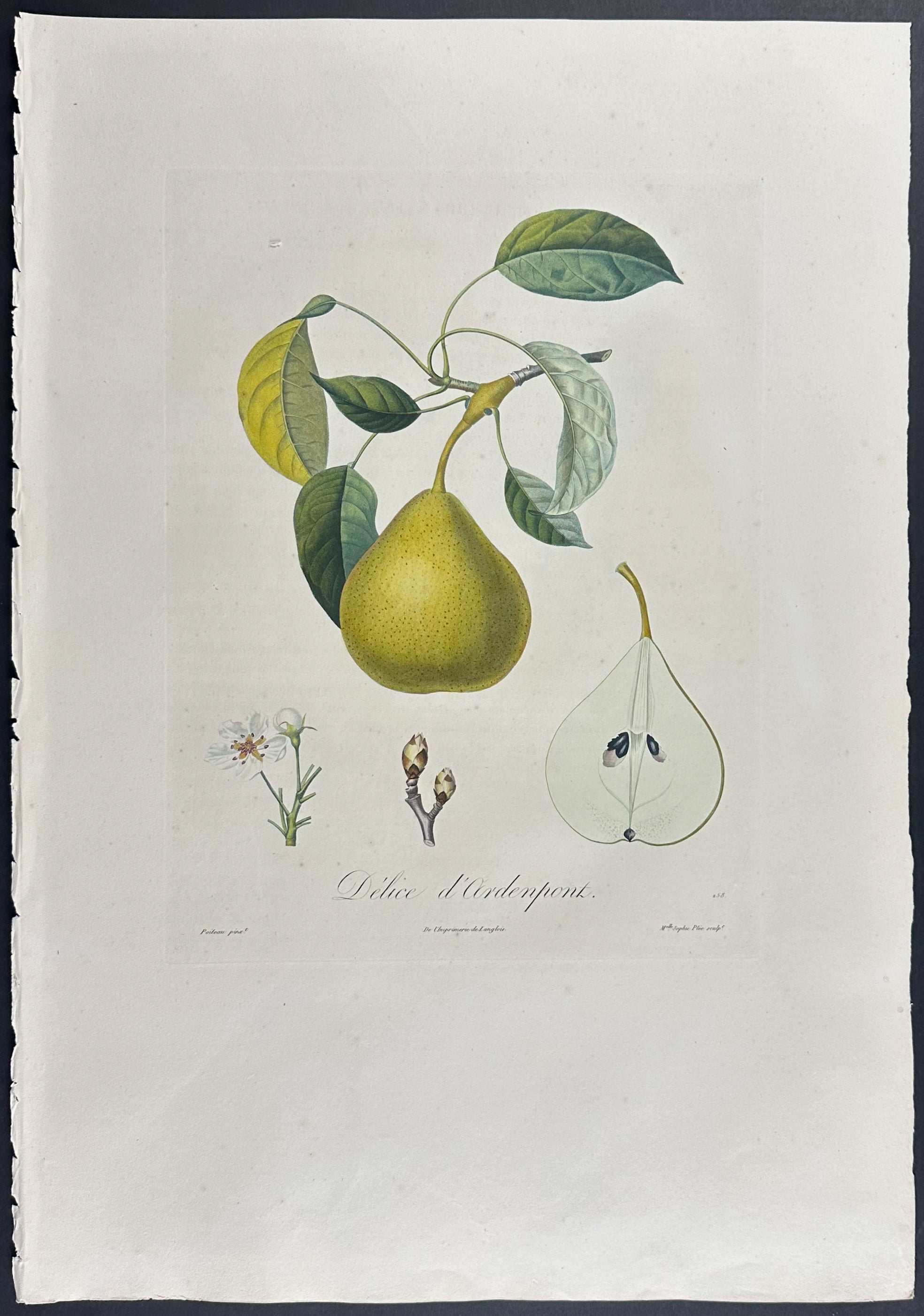 Pear