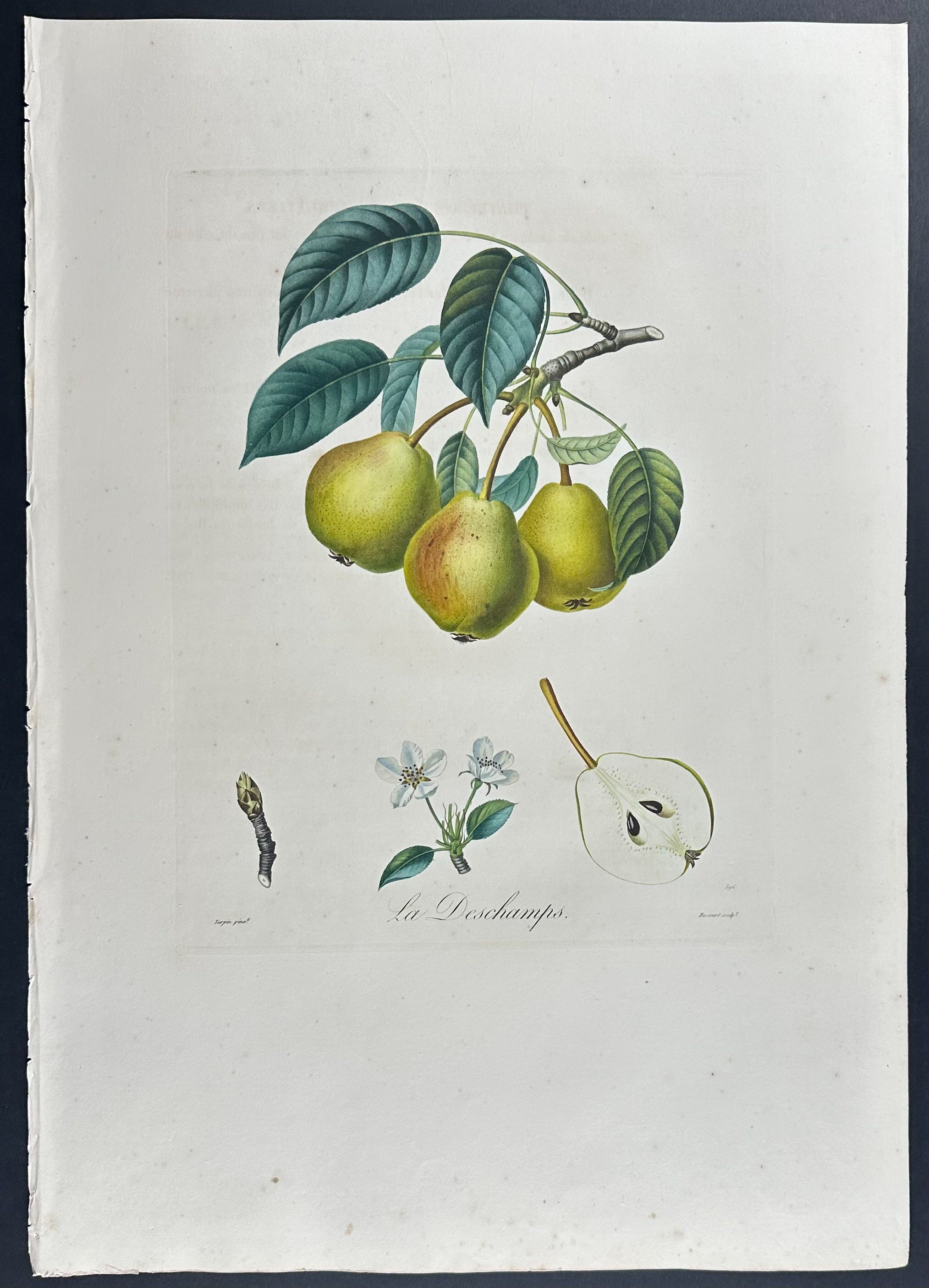 Pear