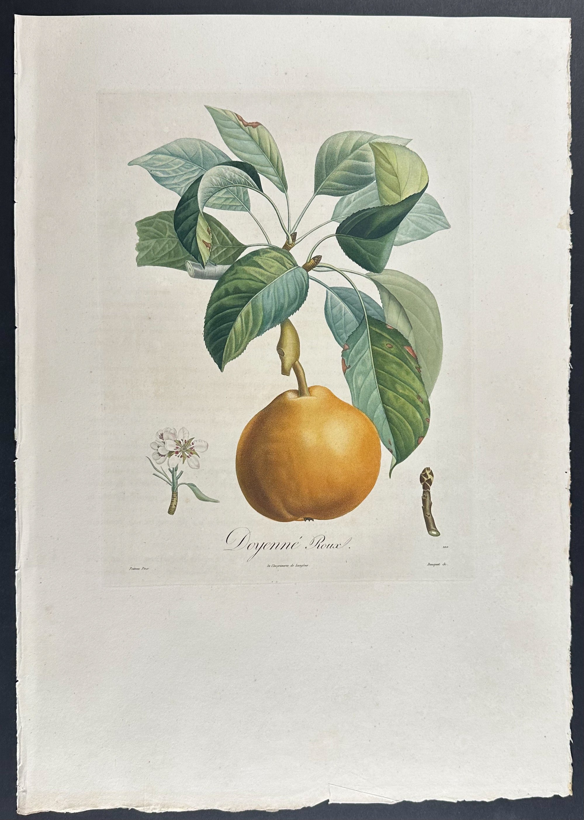 Pear