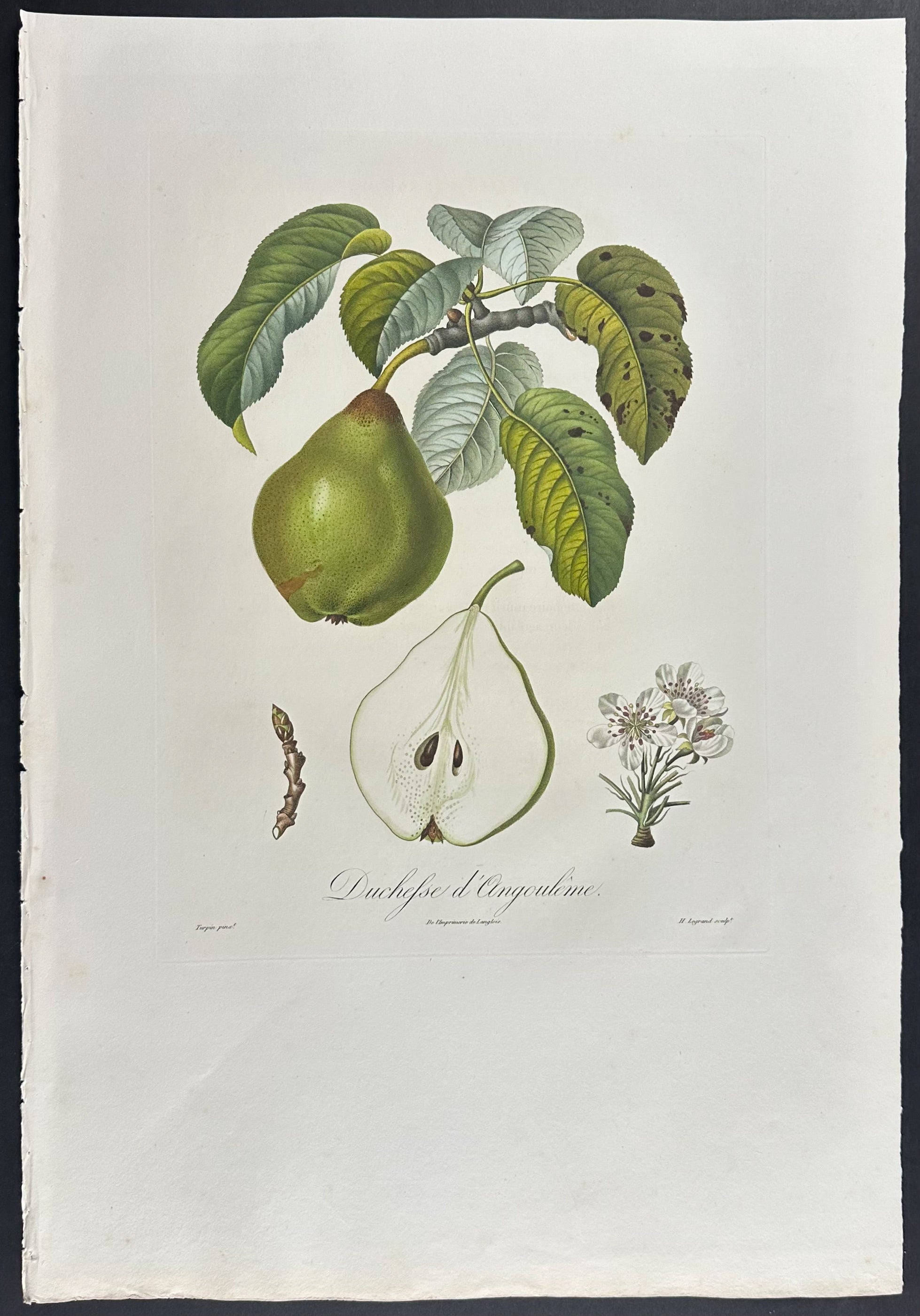 Pear
