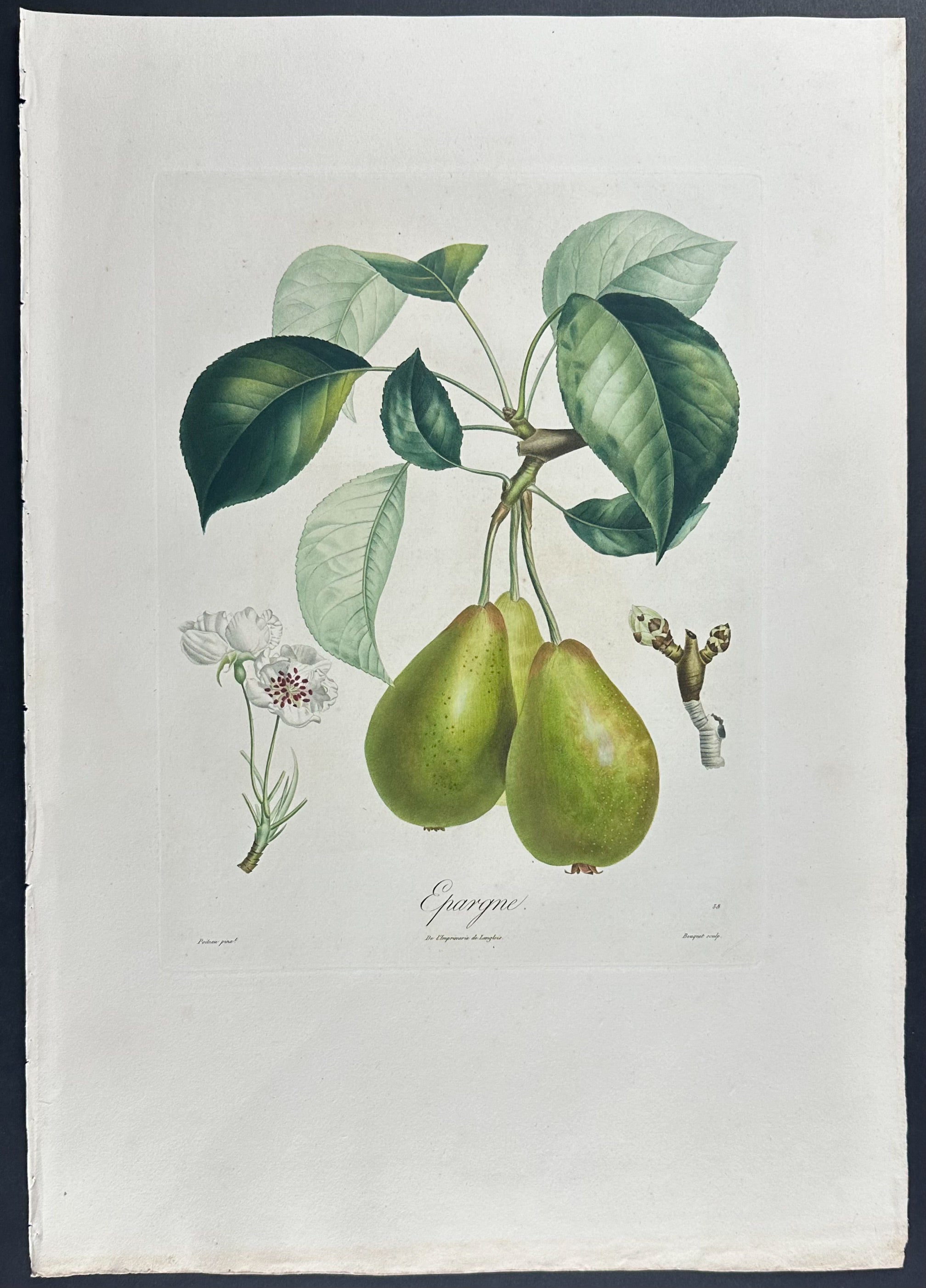 Pear