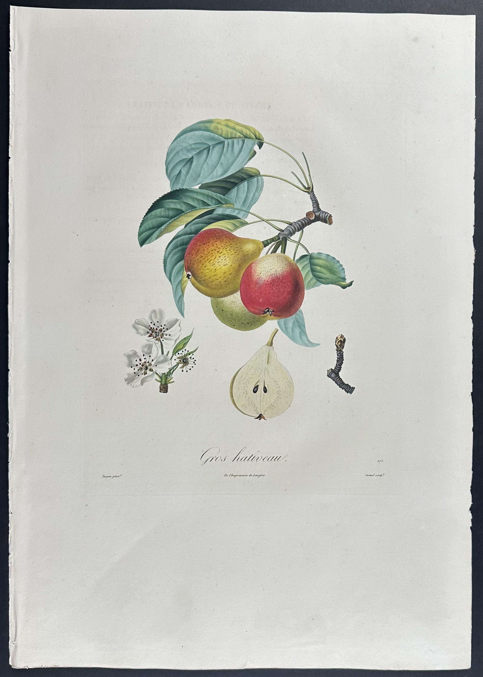 Pear