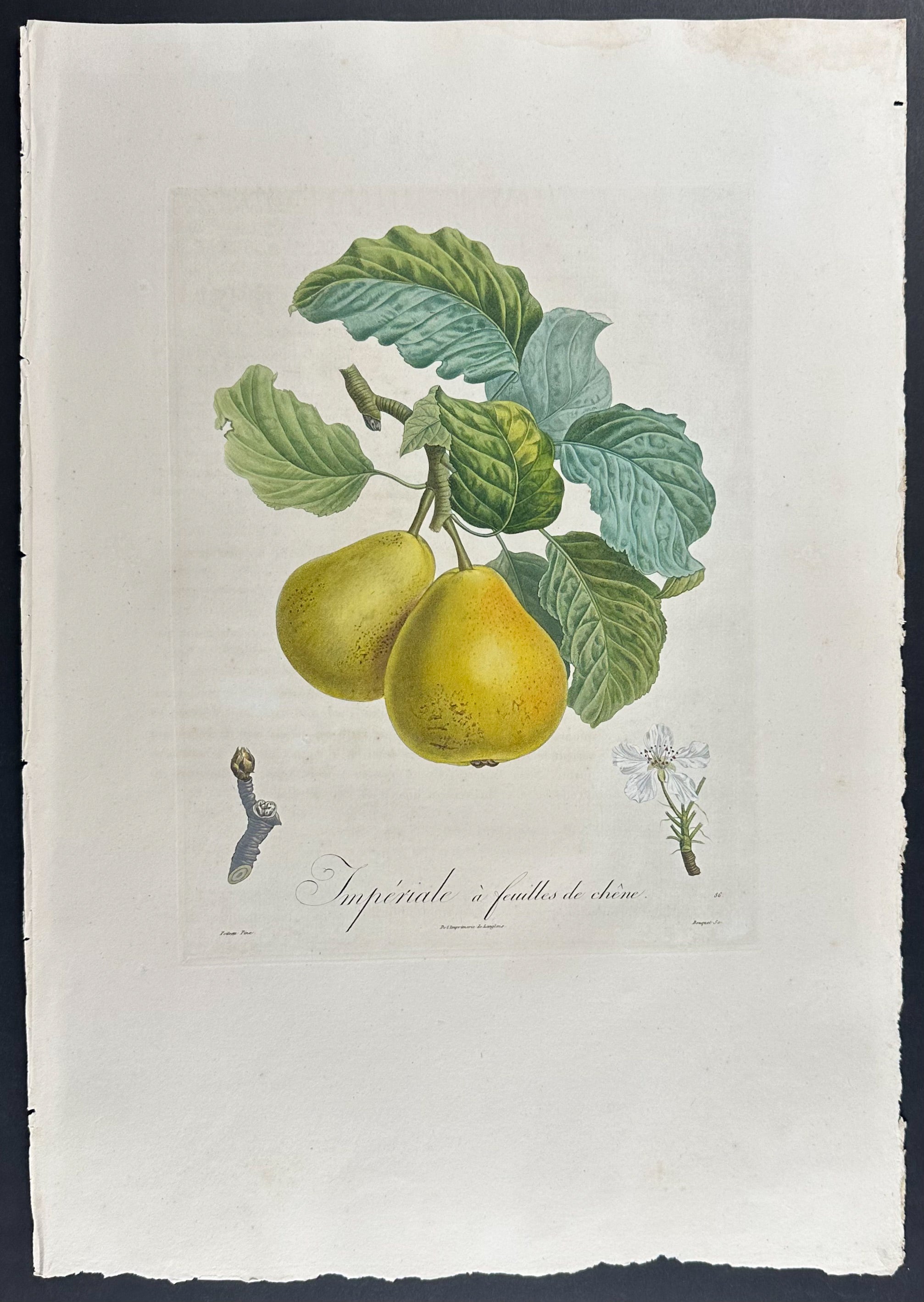 Pear