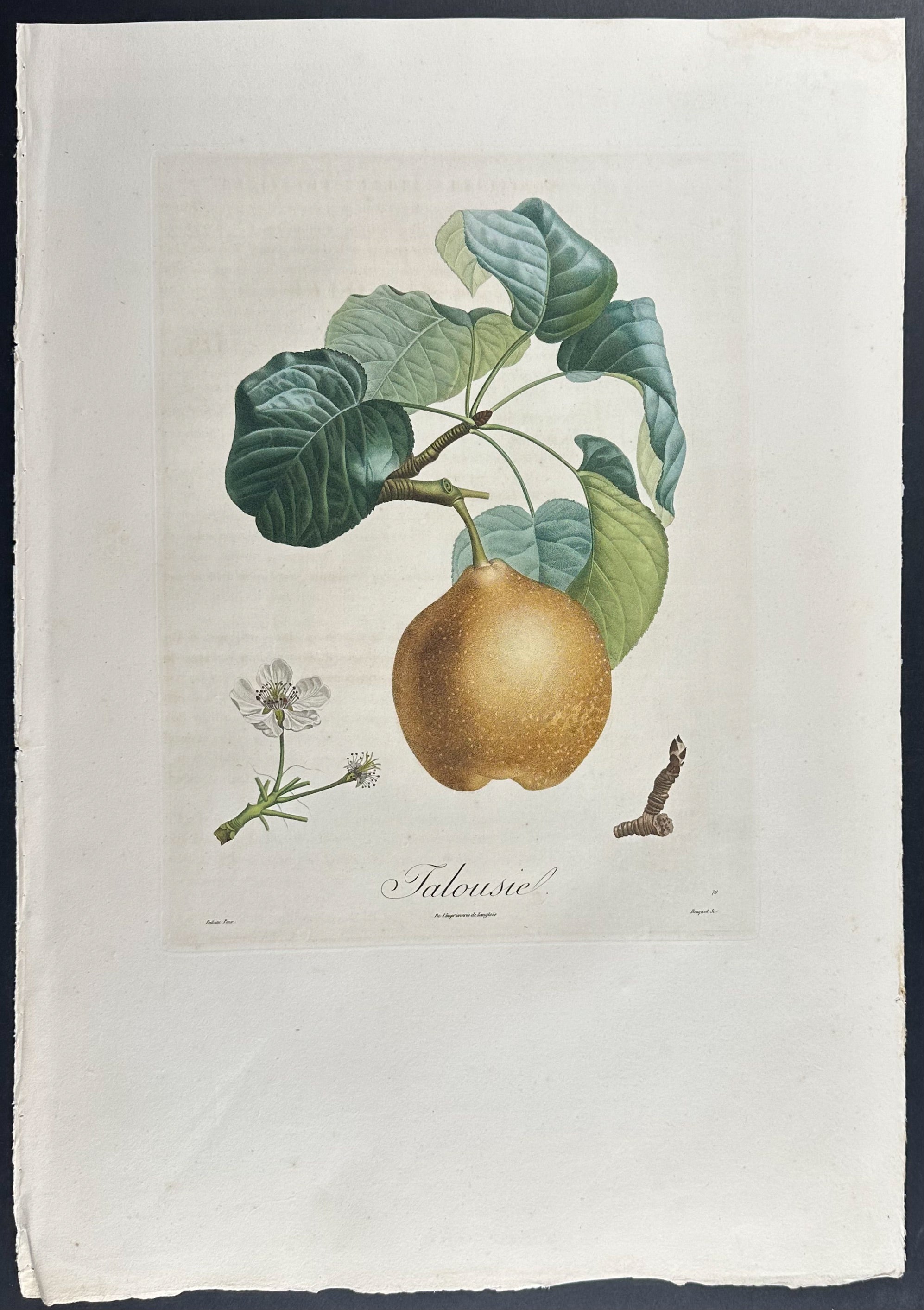 Pear