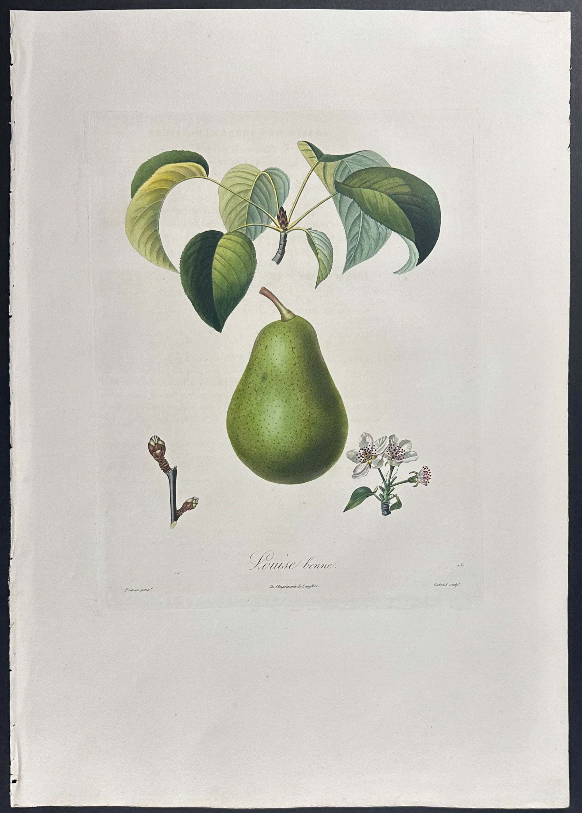 Pear