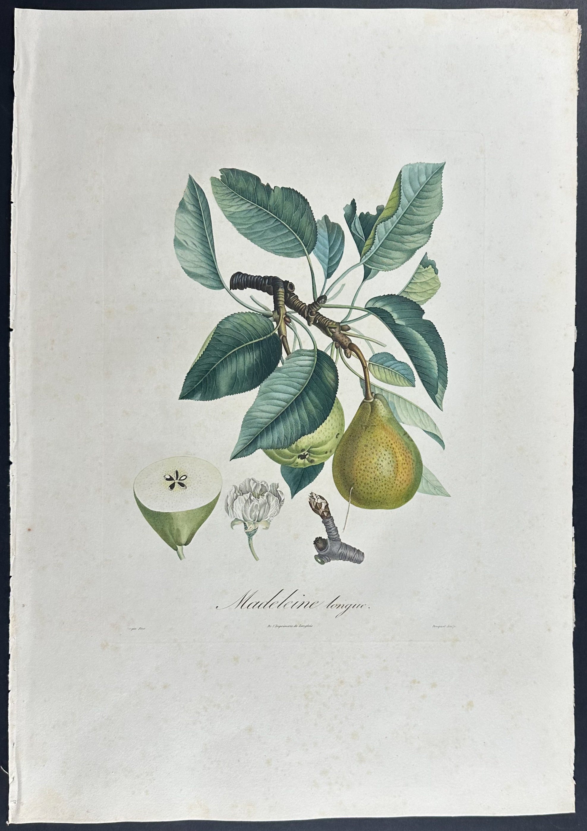 Pear