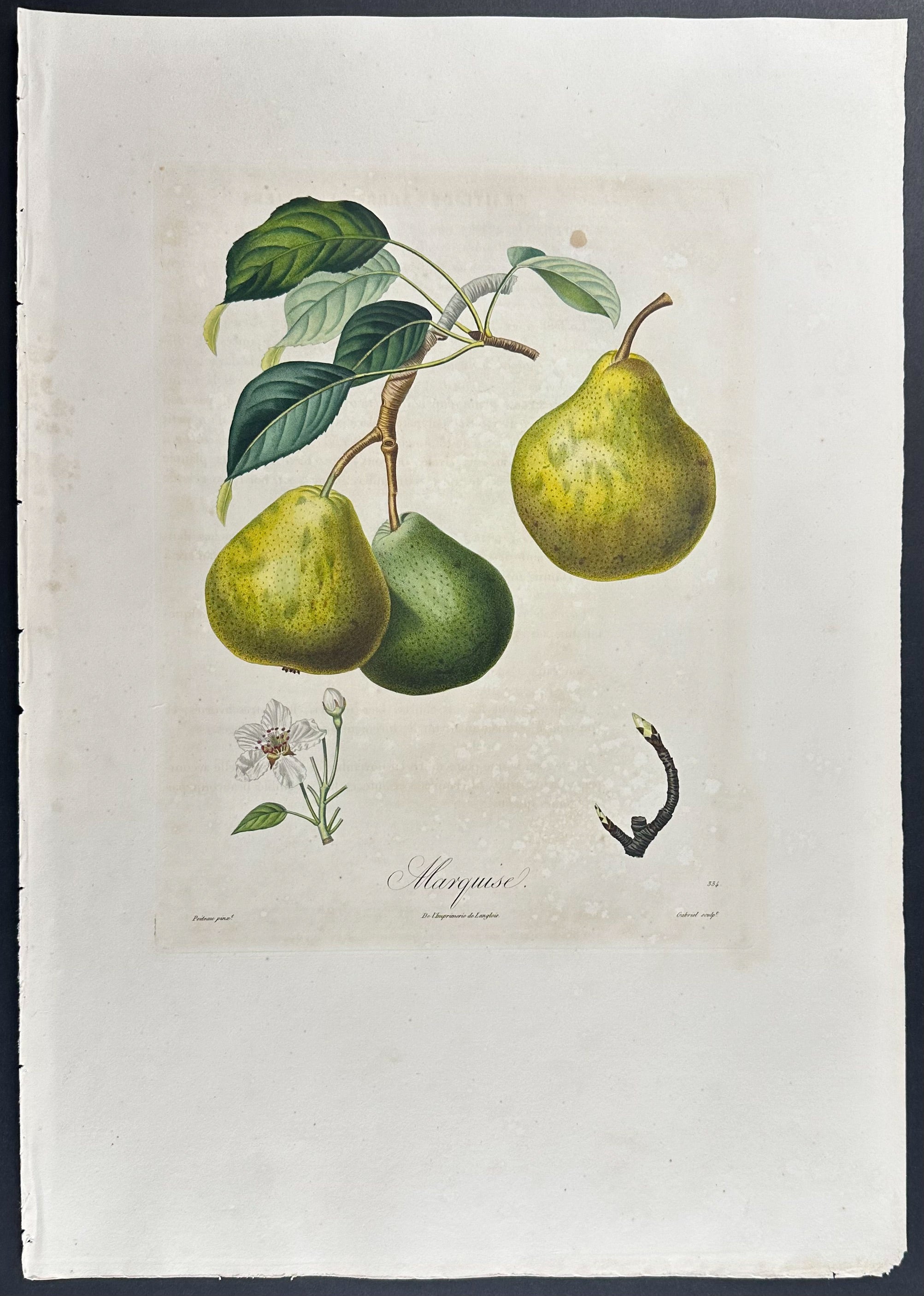 Pear