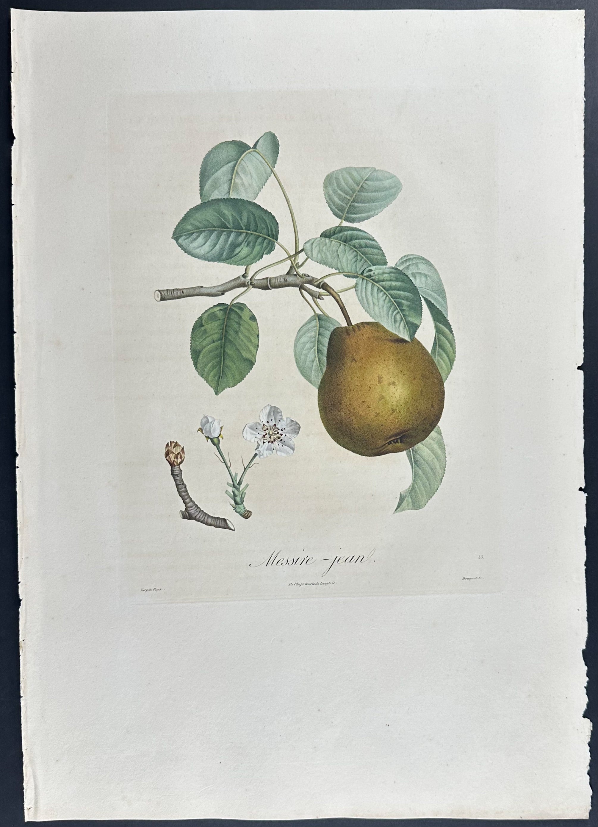 Pear