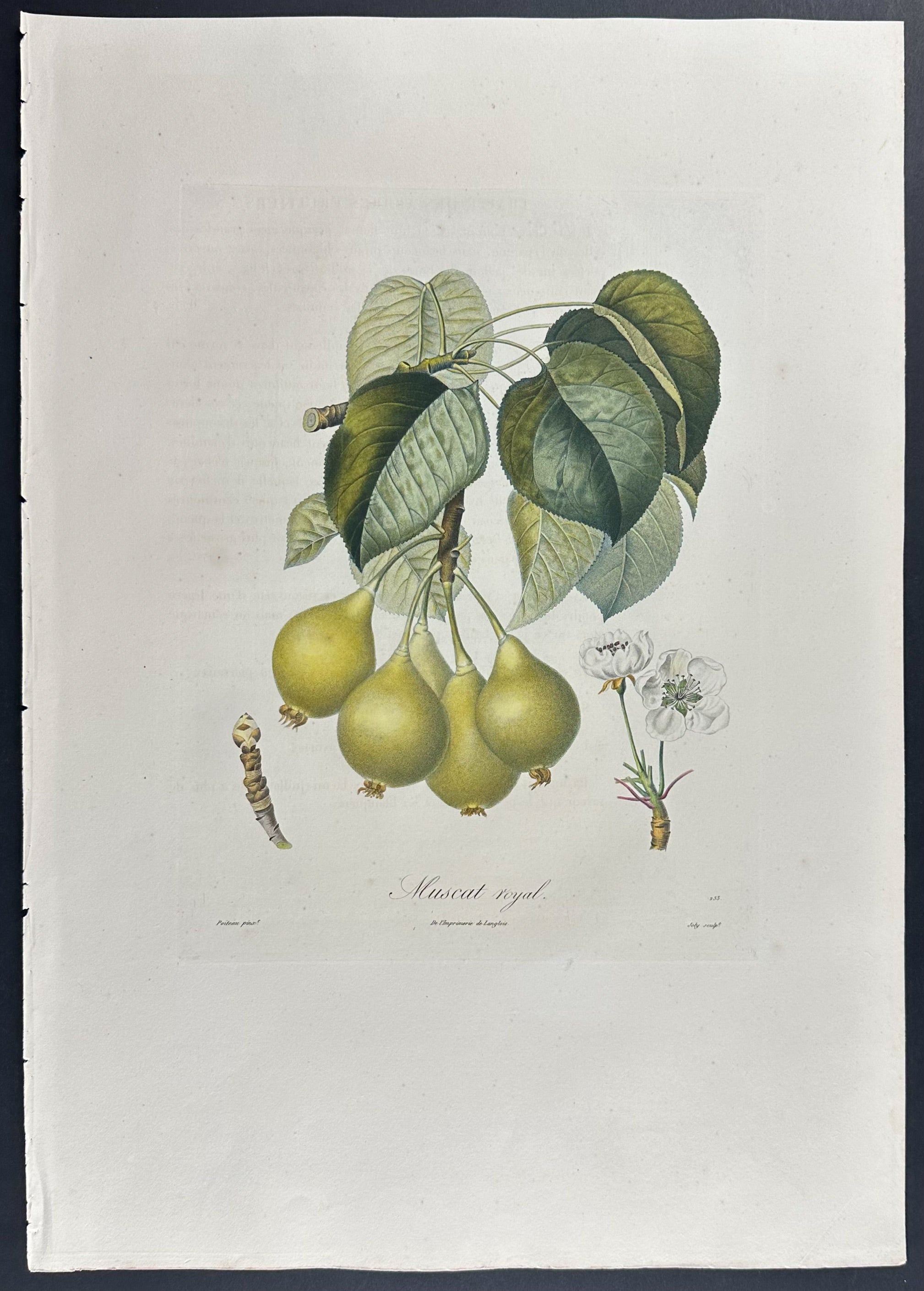 Pear