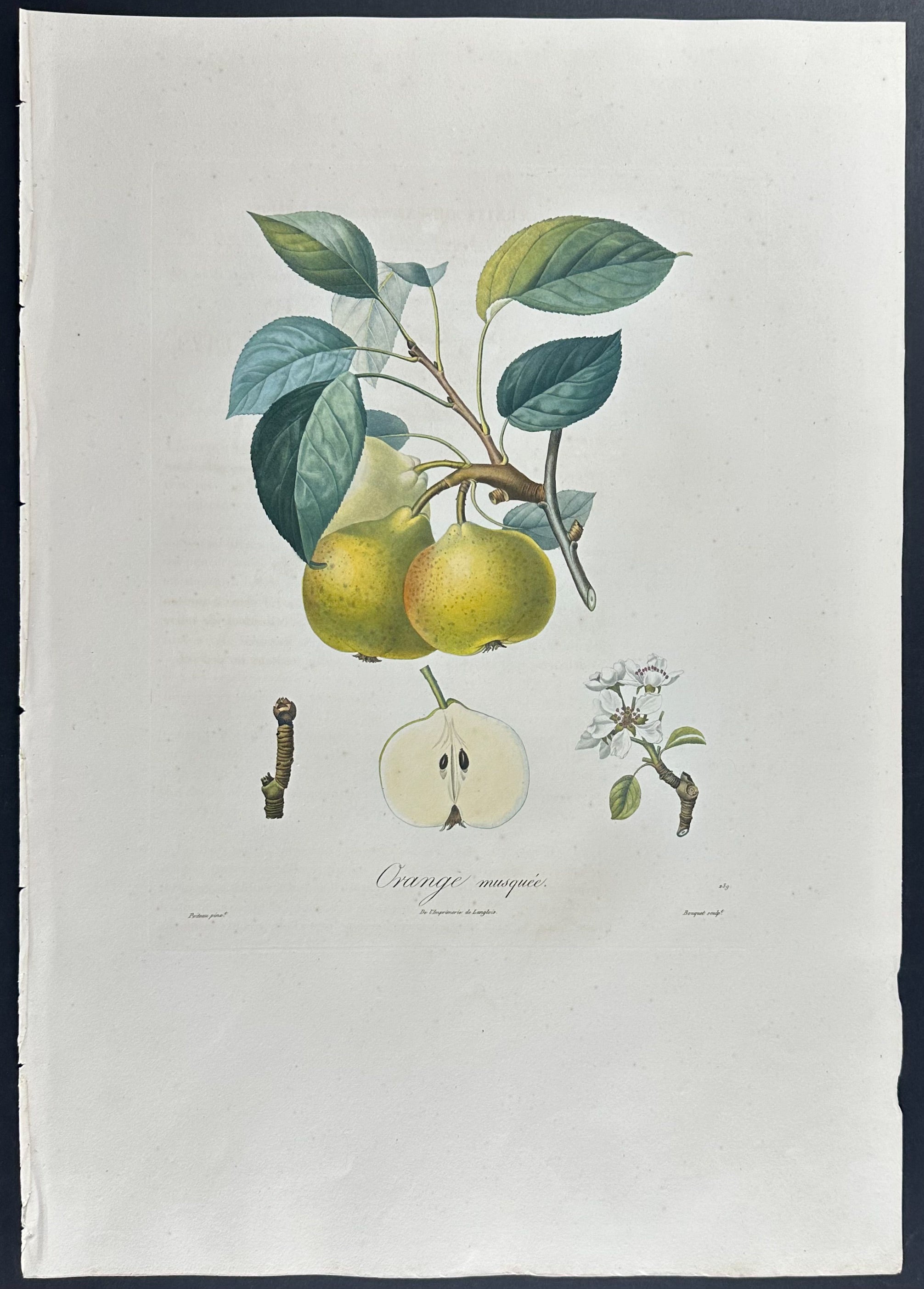 Pear