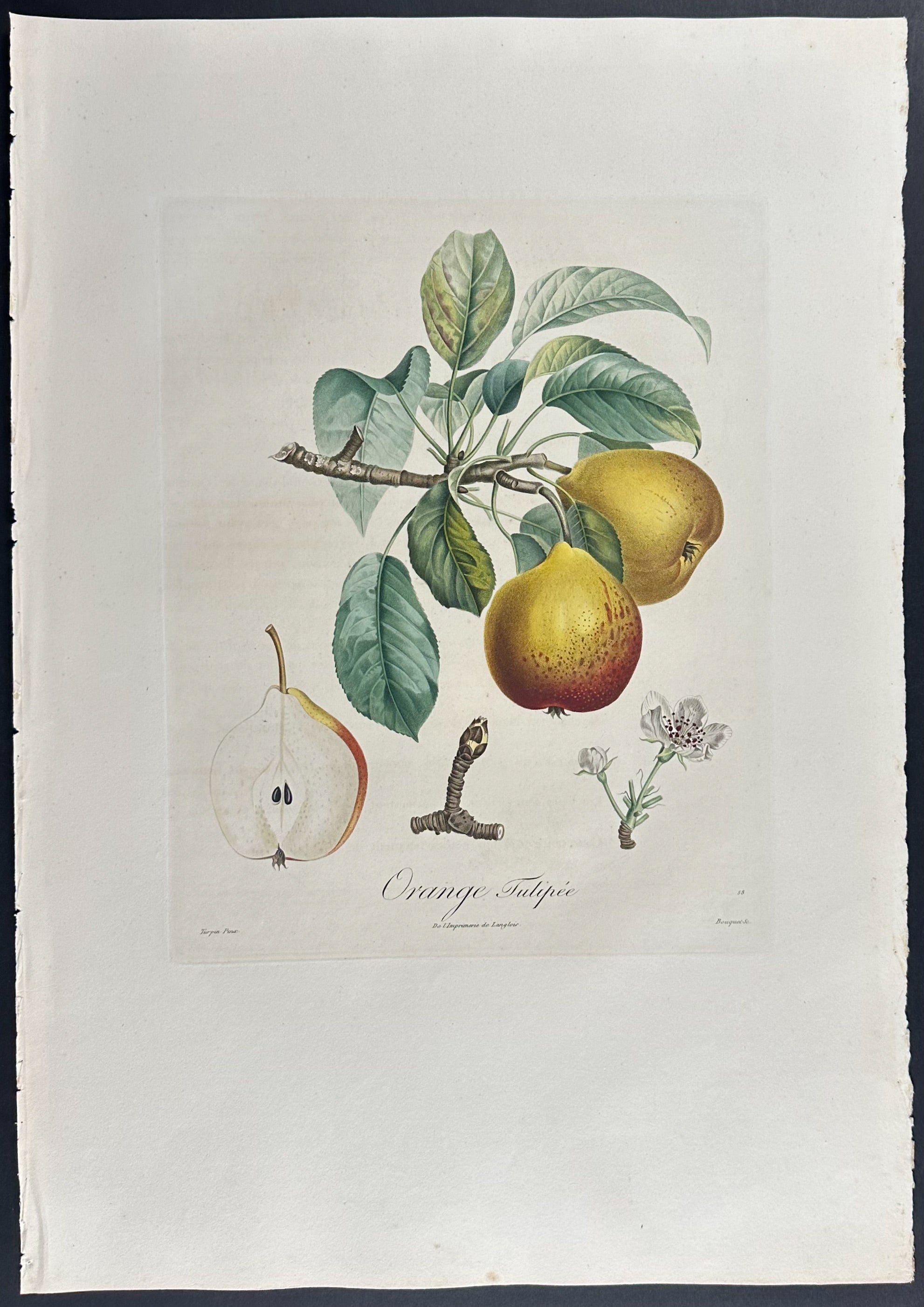 Pear