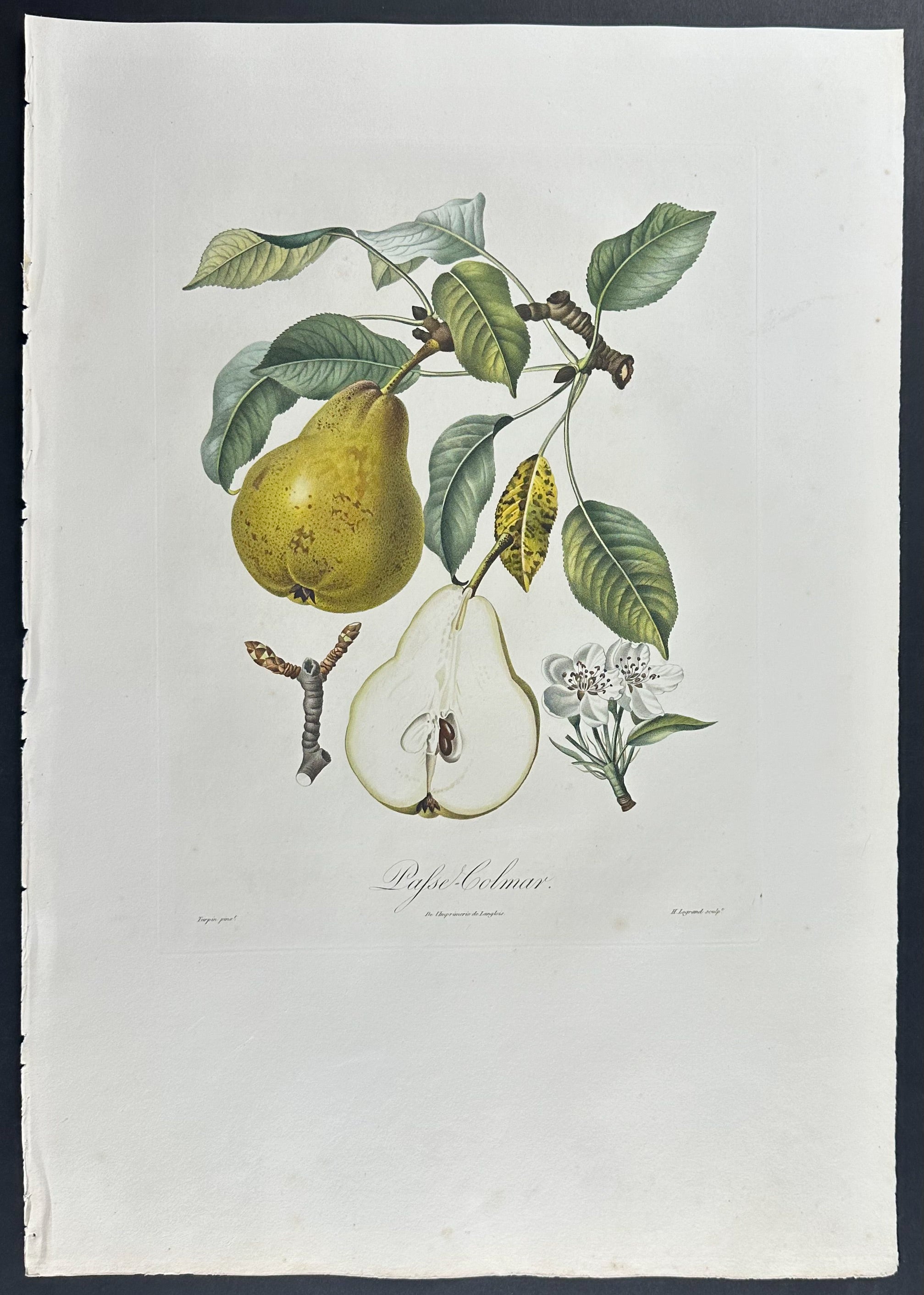 Pear