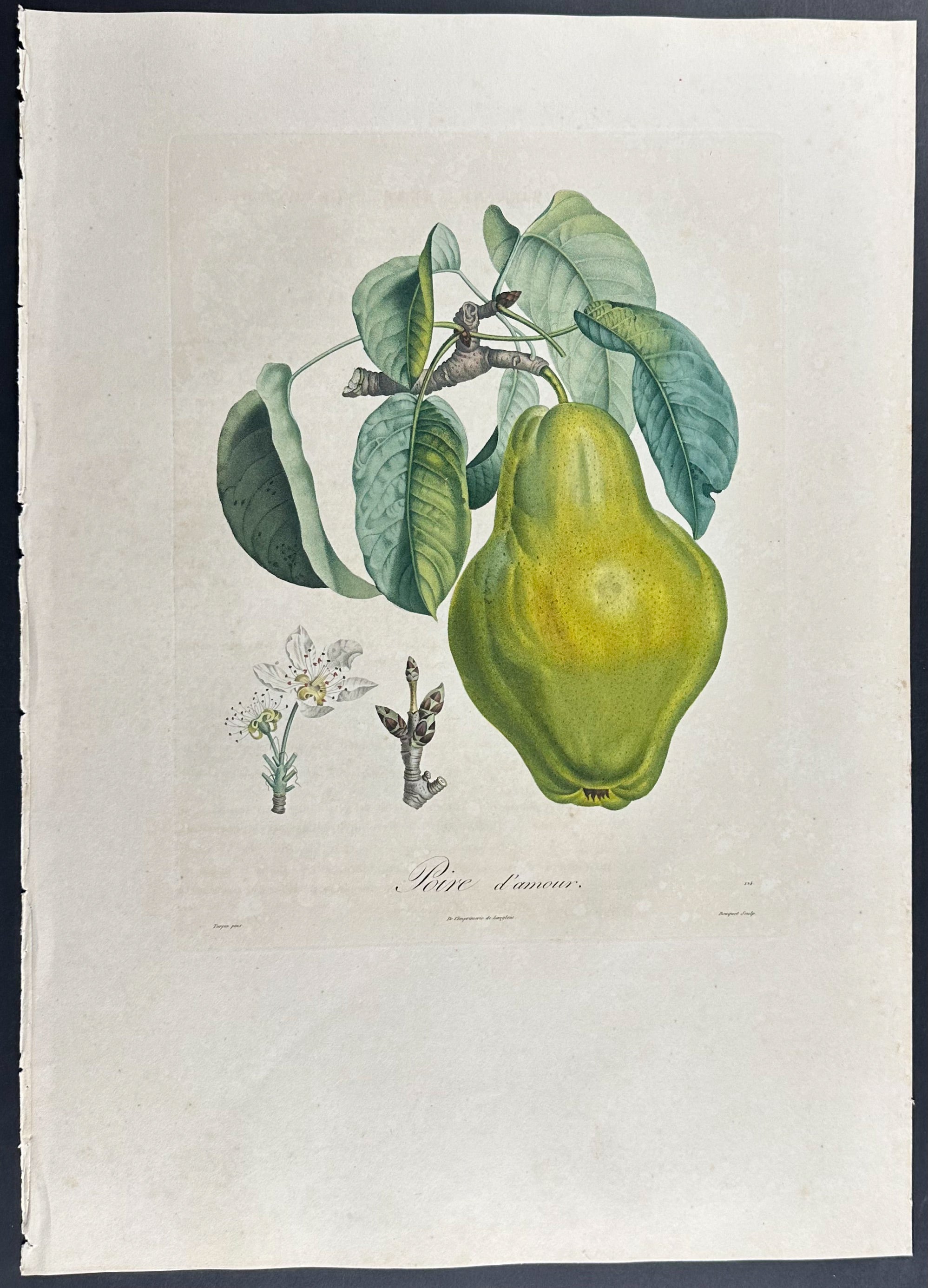 Pear