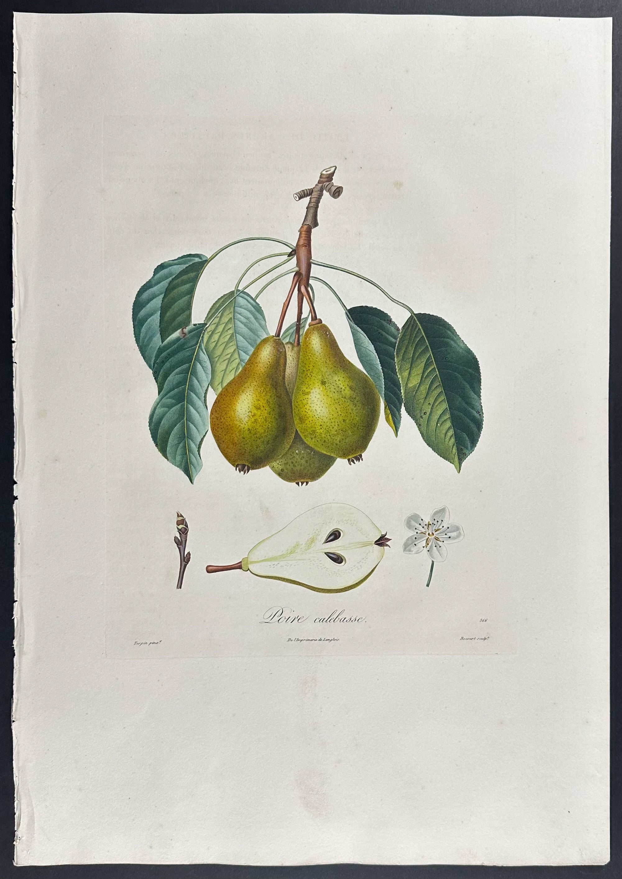 Pear