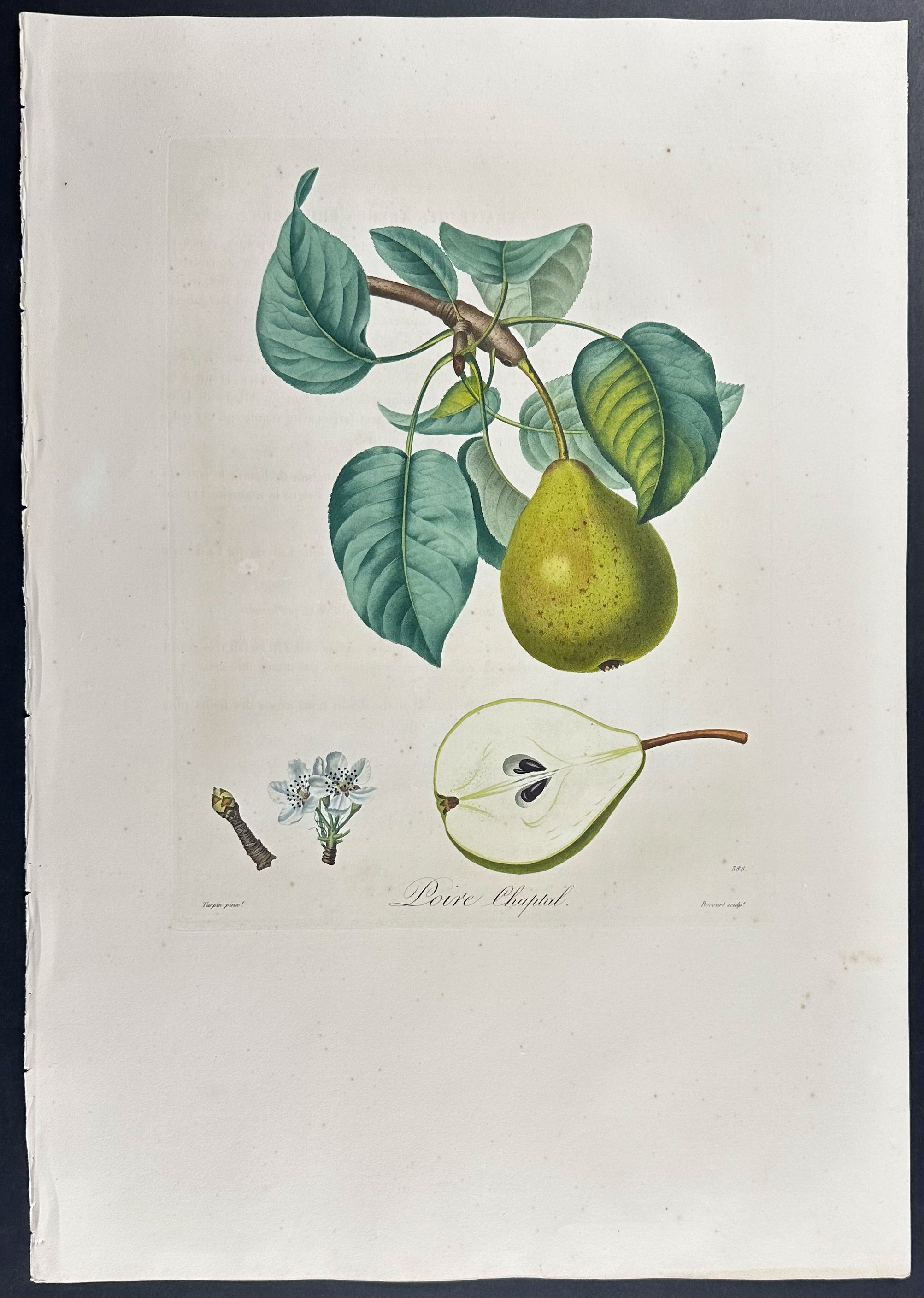 Pear