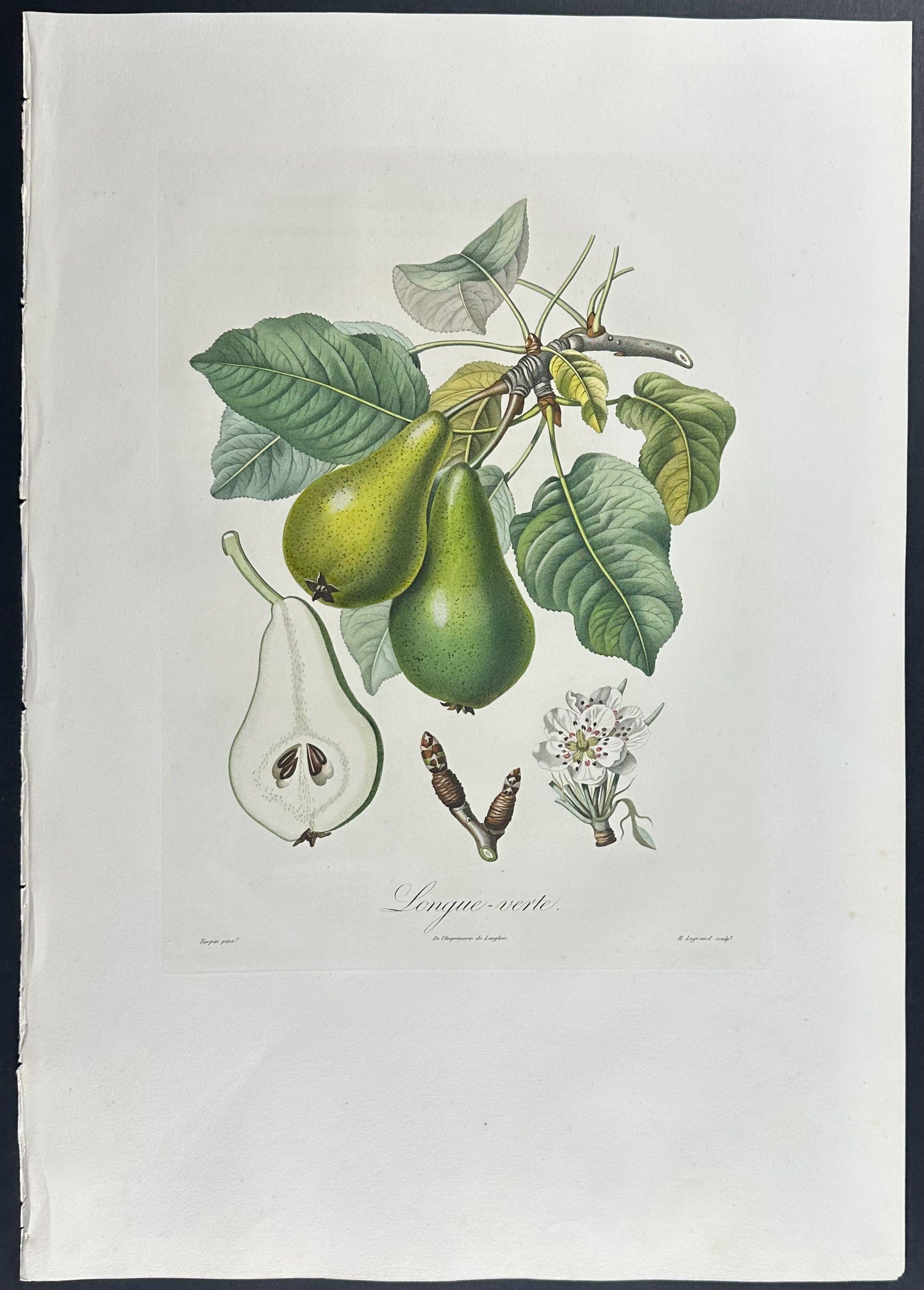 Pear