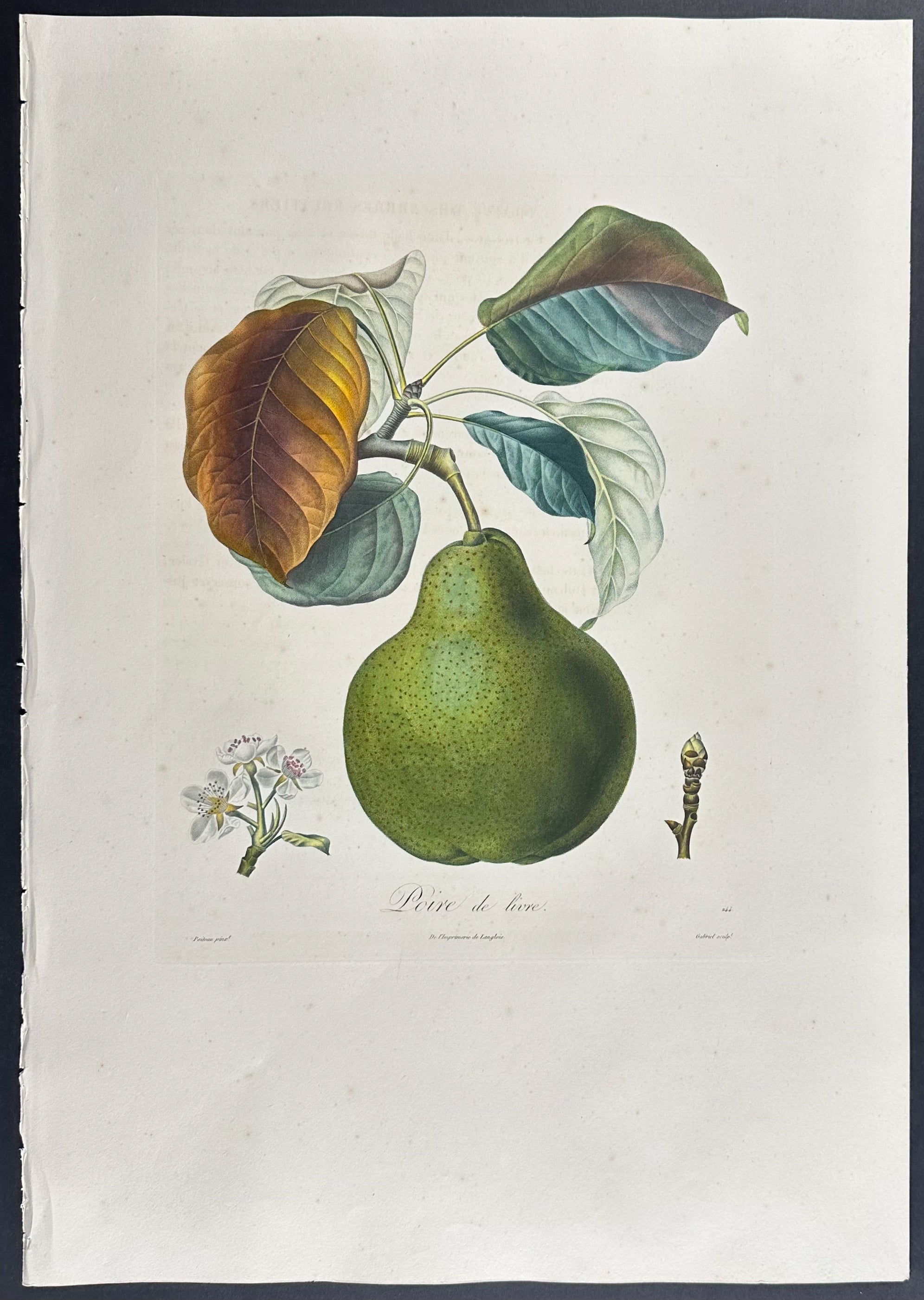 Pear