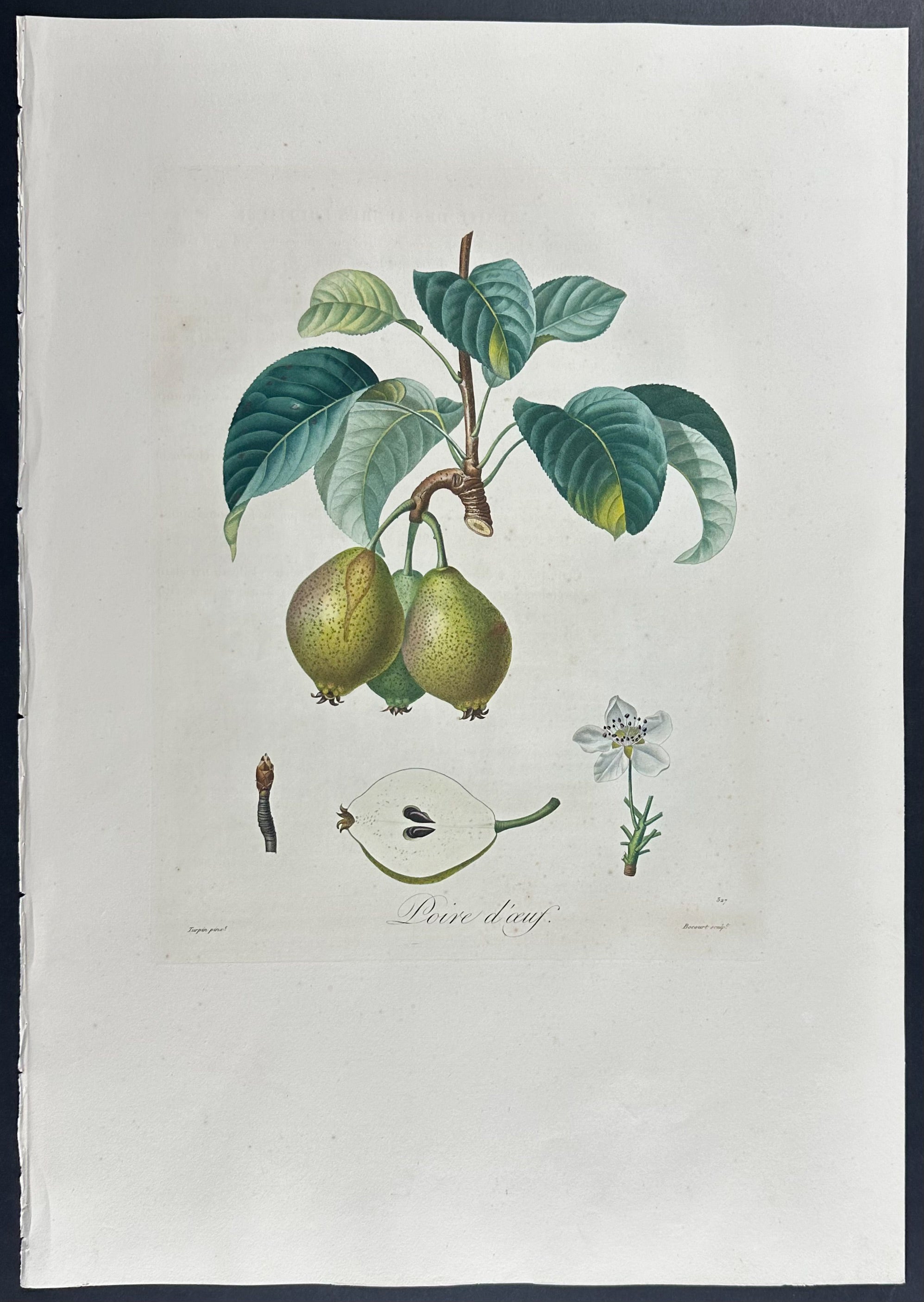 Pear
