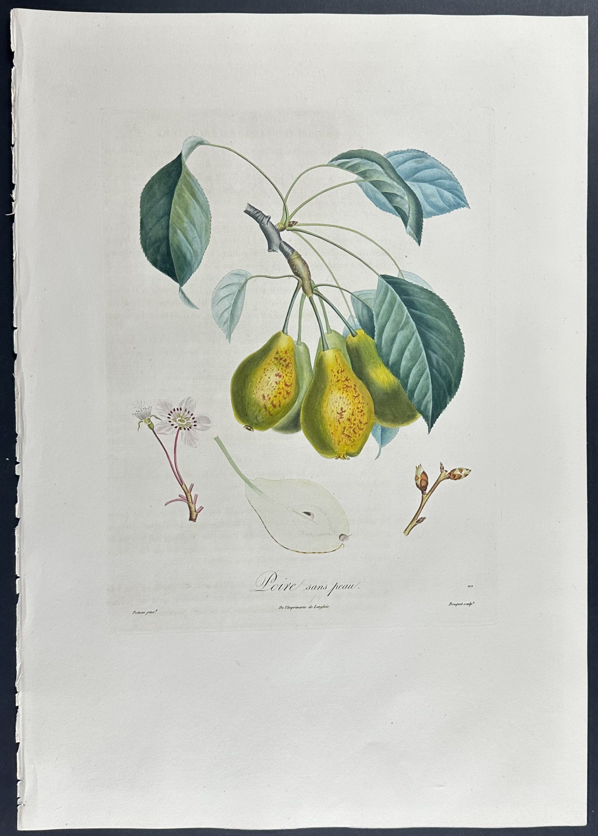 Pear