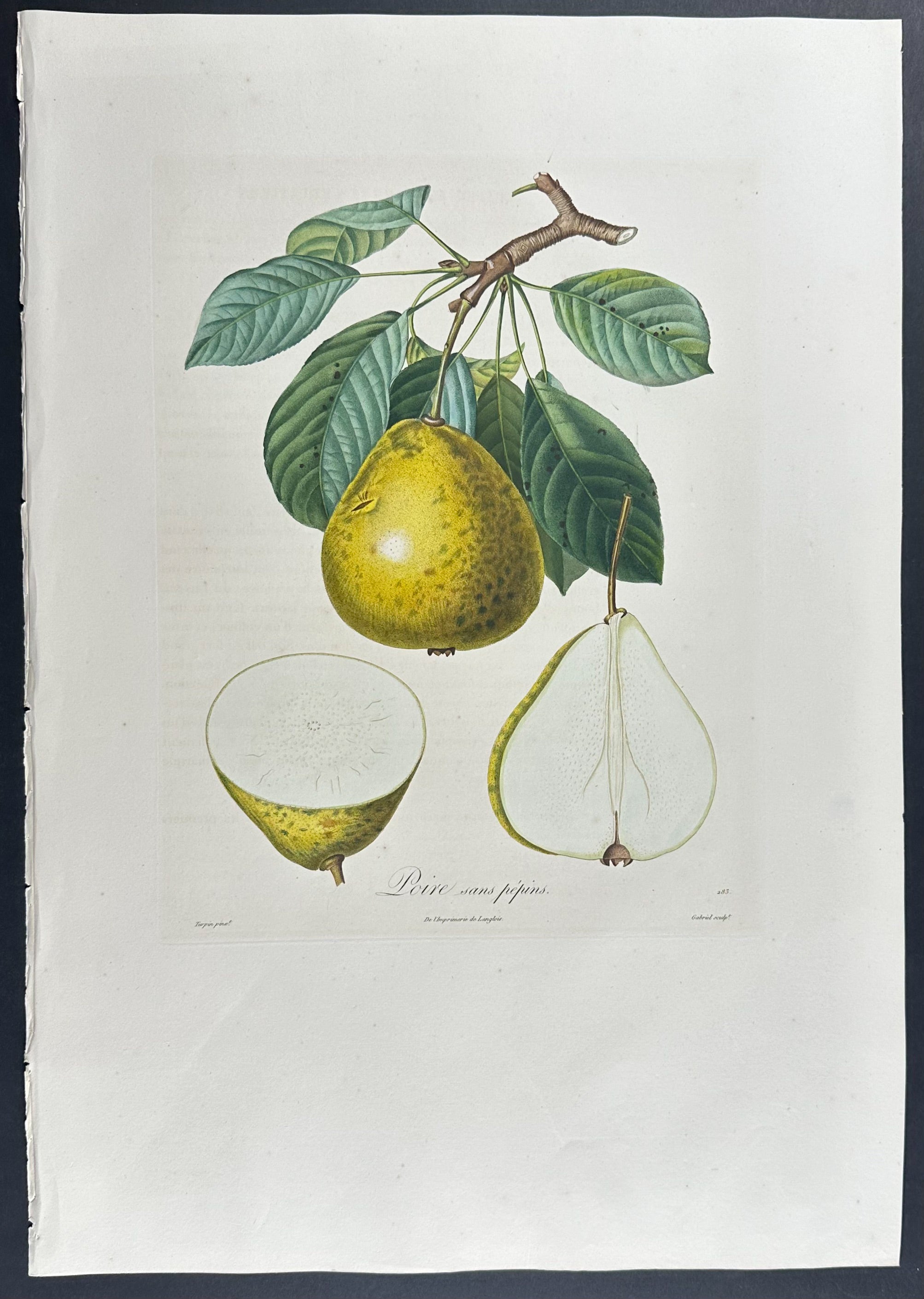 Pear