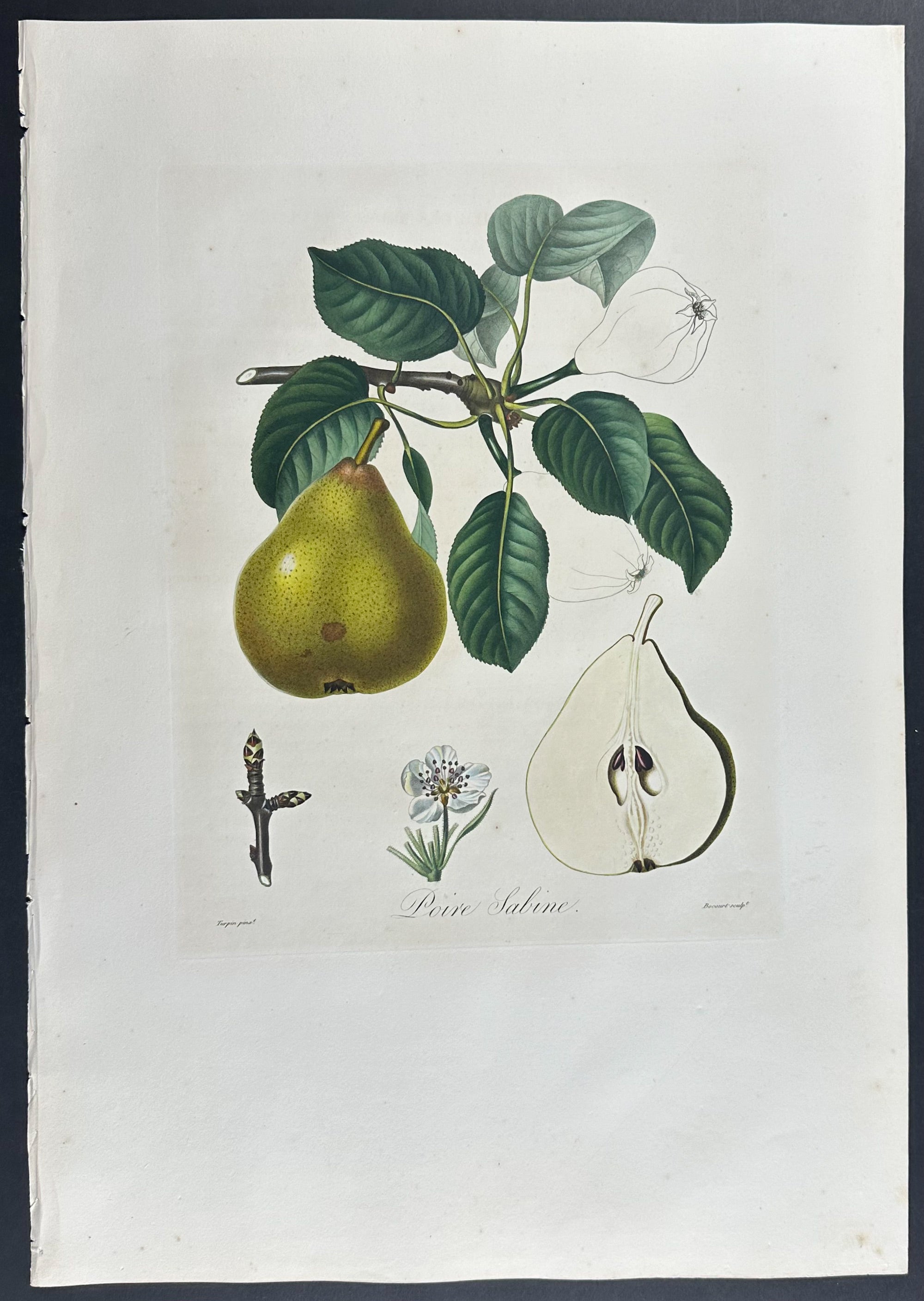 Pear
