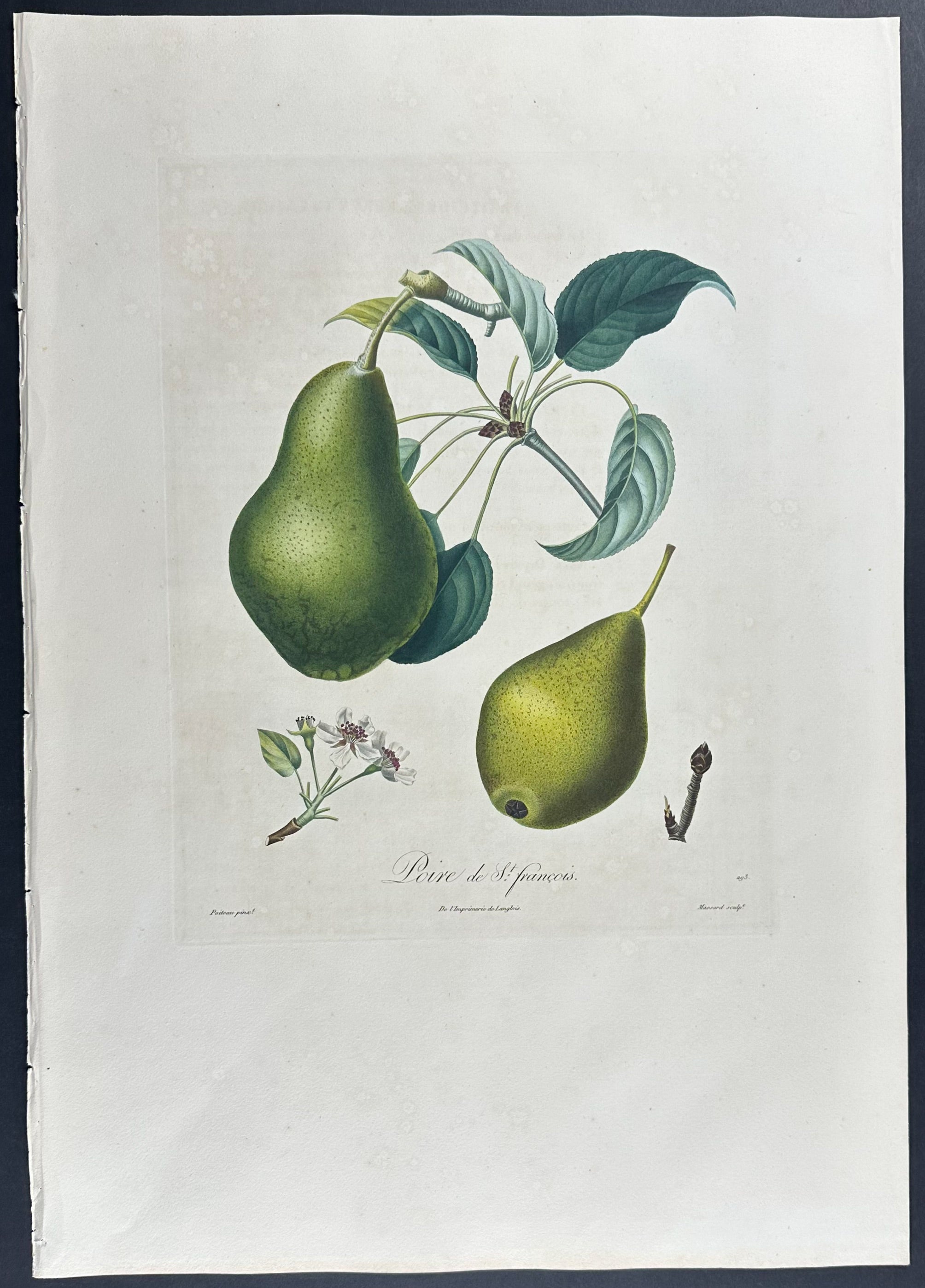 Pear
