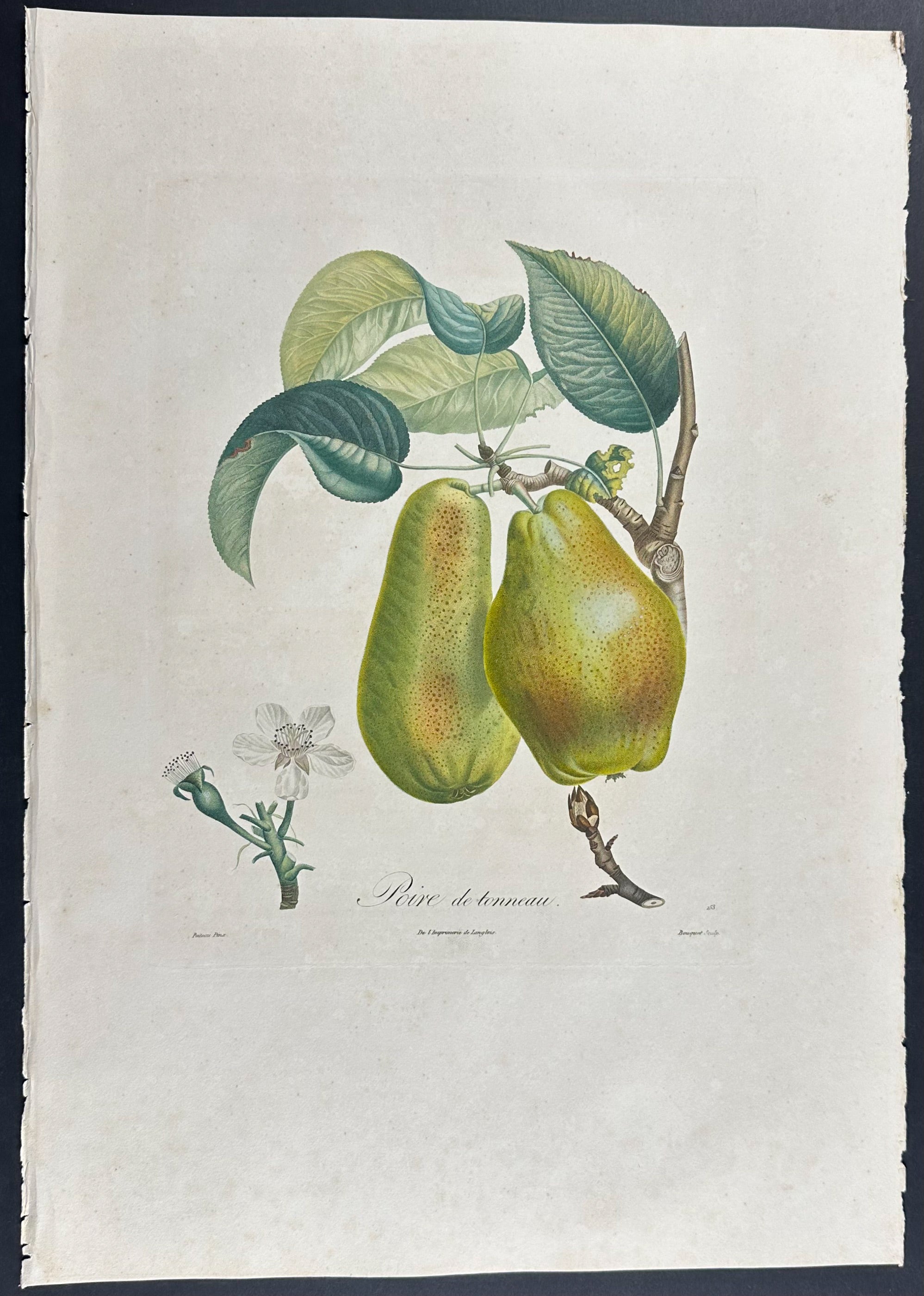 Pear