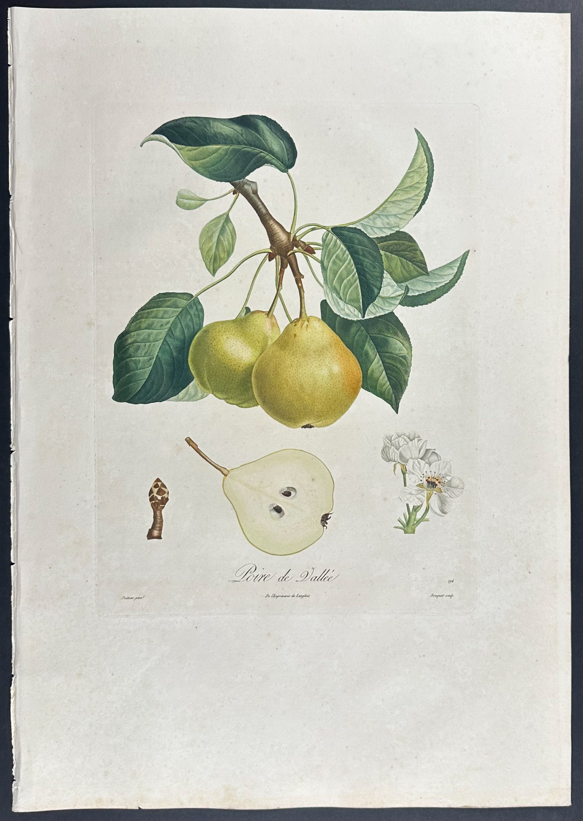 Pear