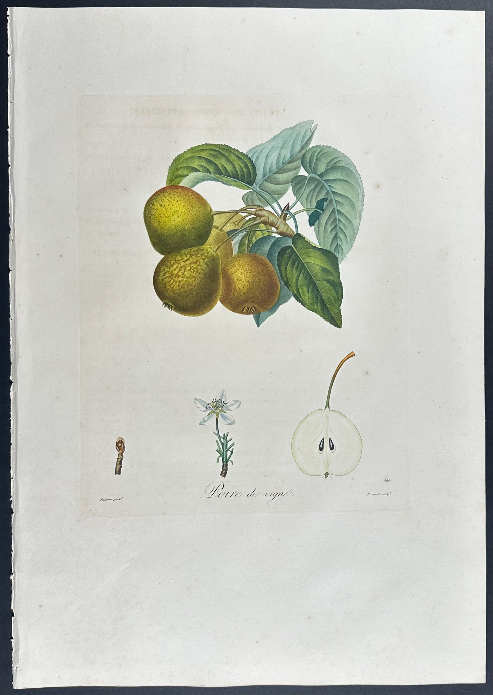 Pear