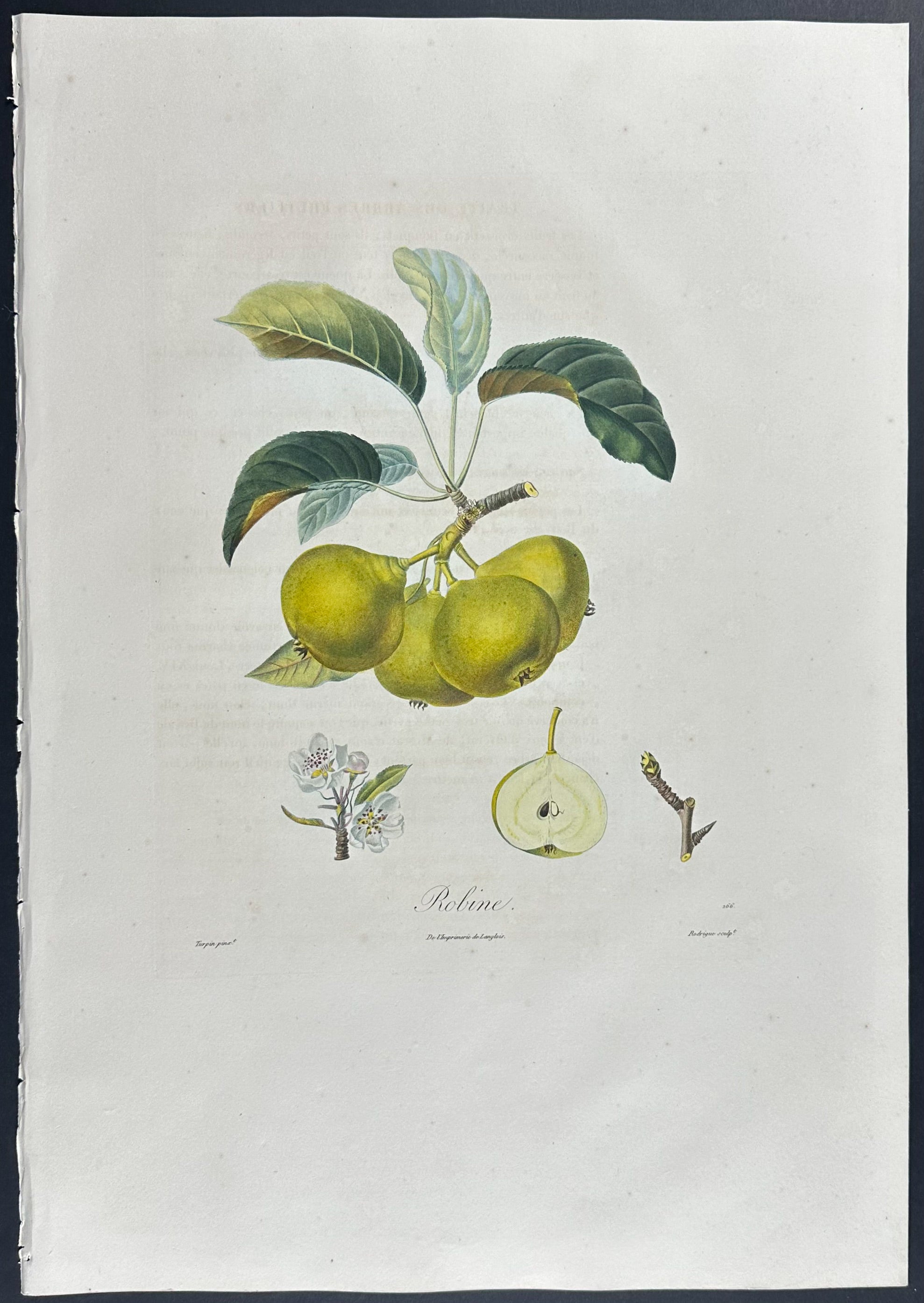 Pear