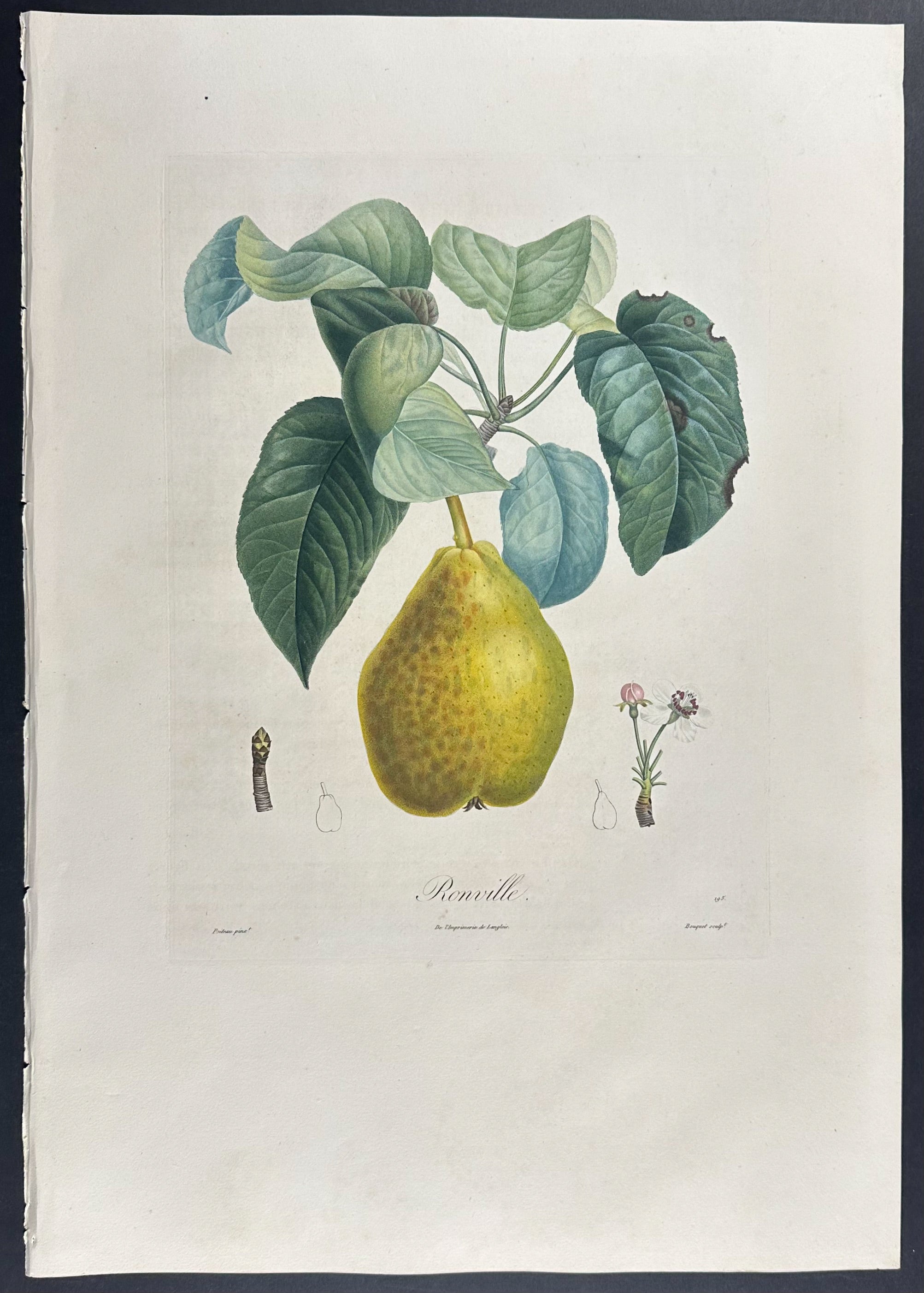 Pear
