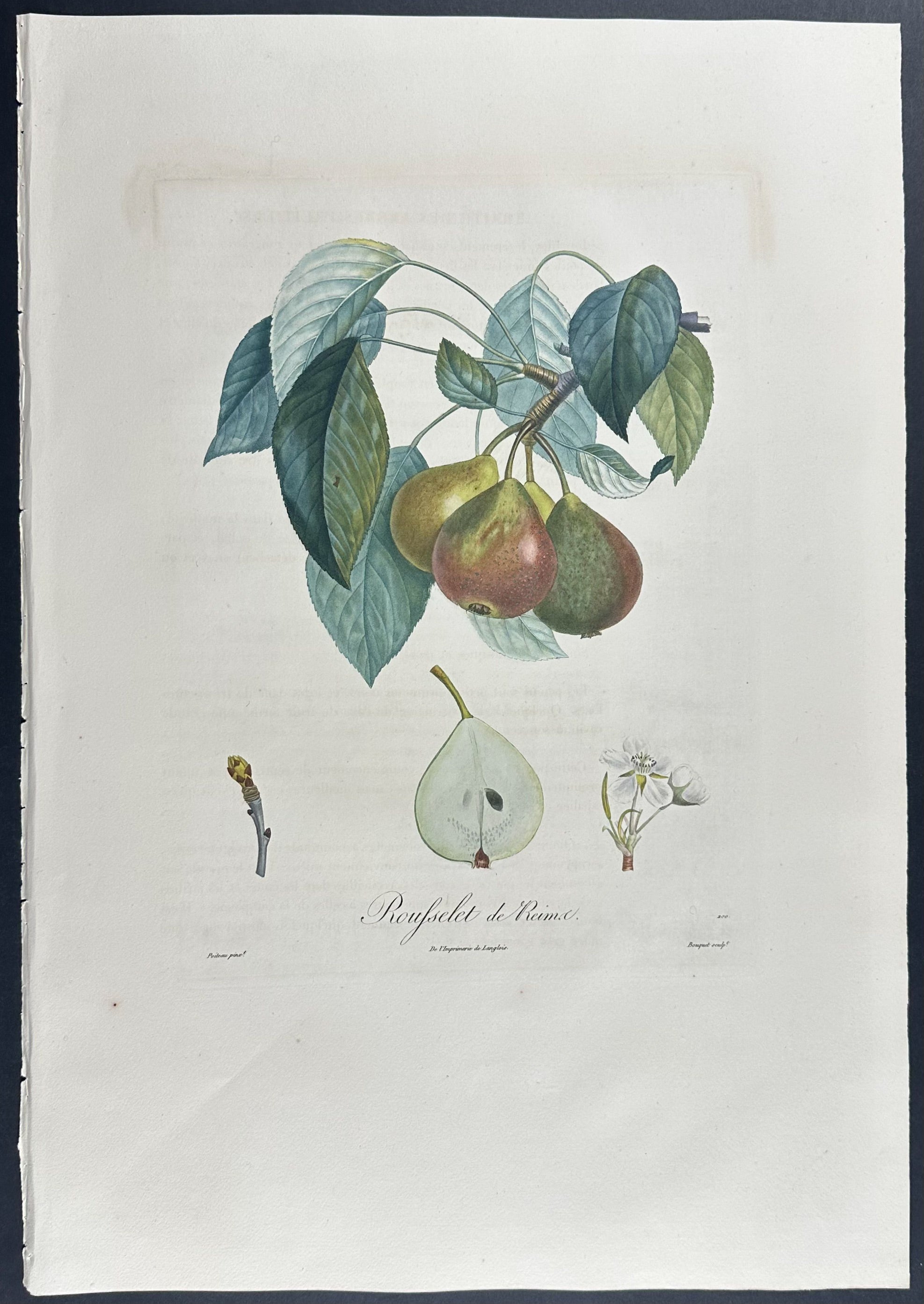Pear