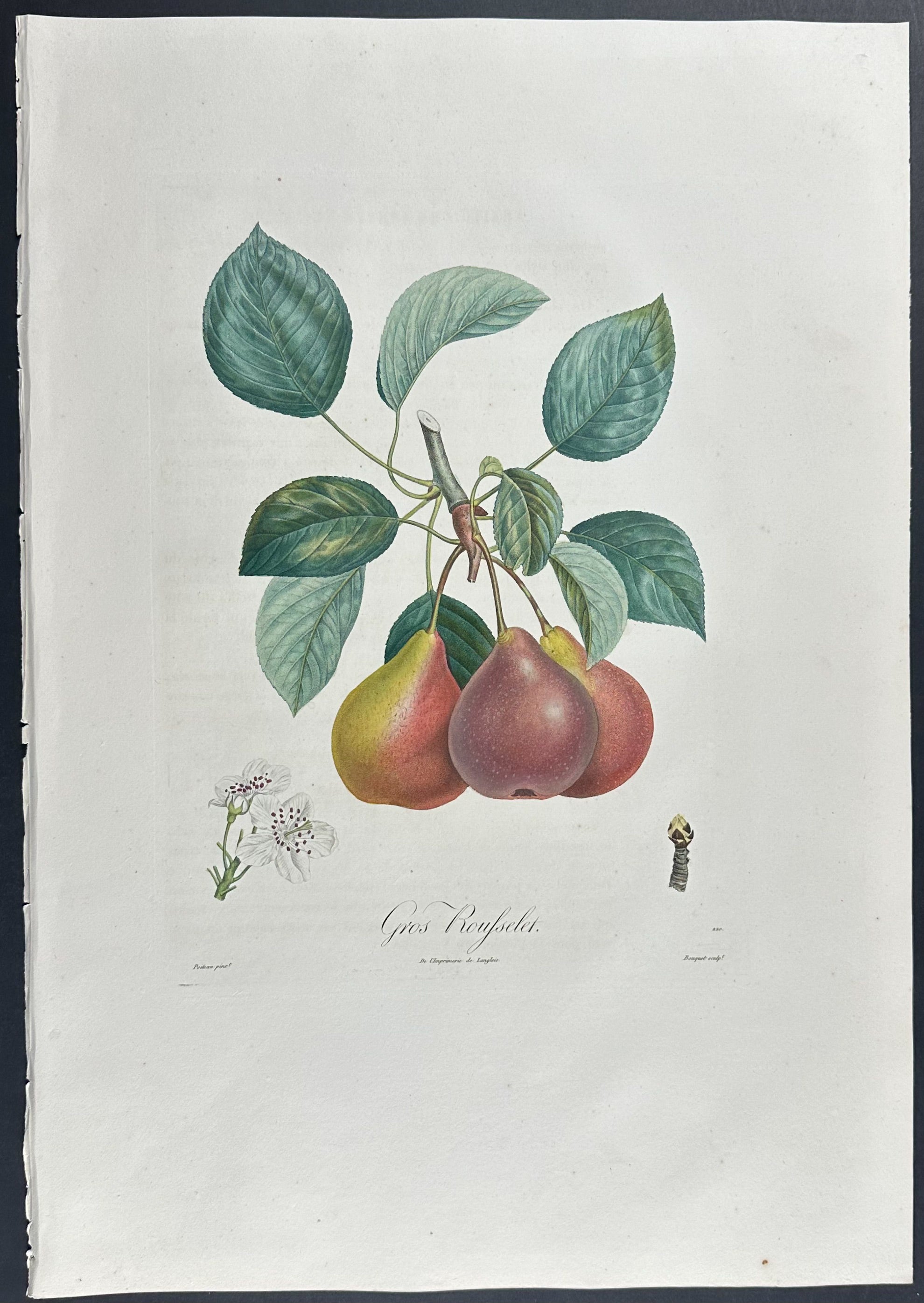 Pear
