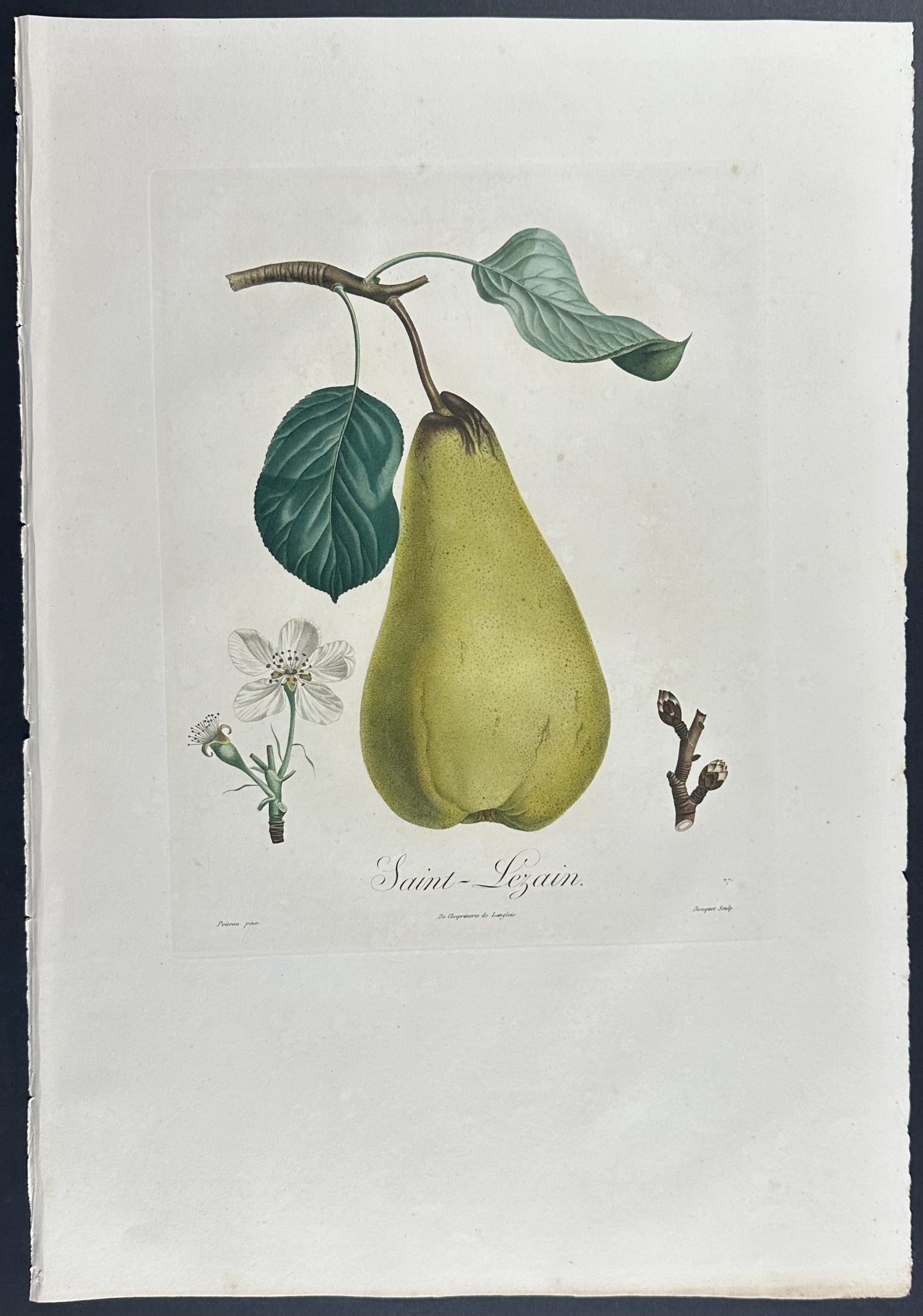 Pear