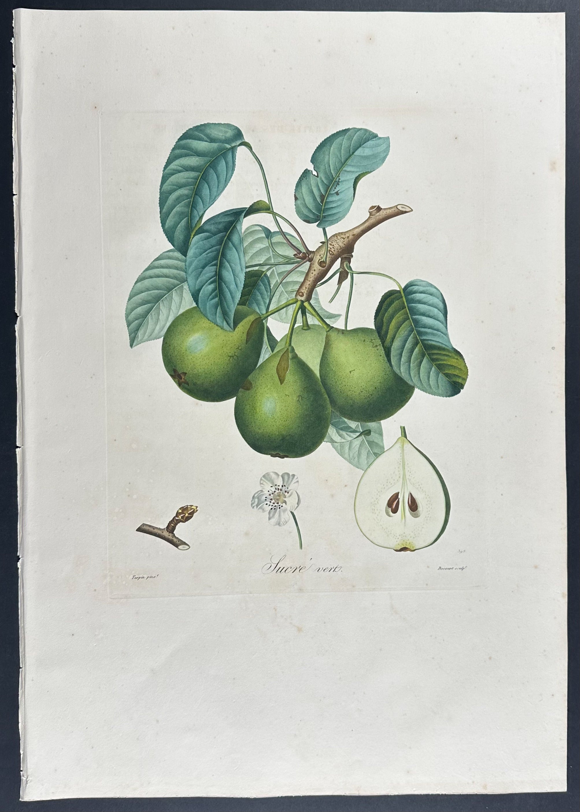 Pear