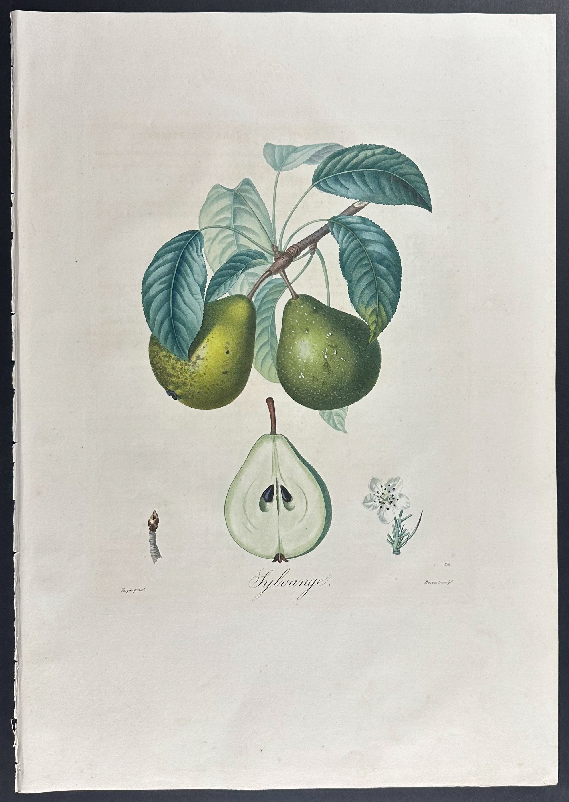 Pear