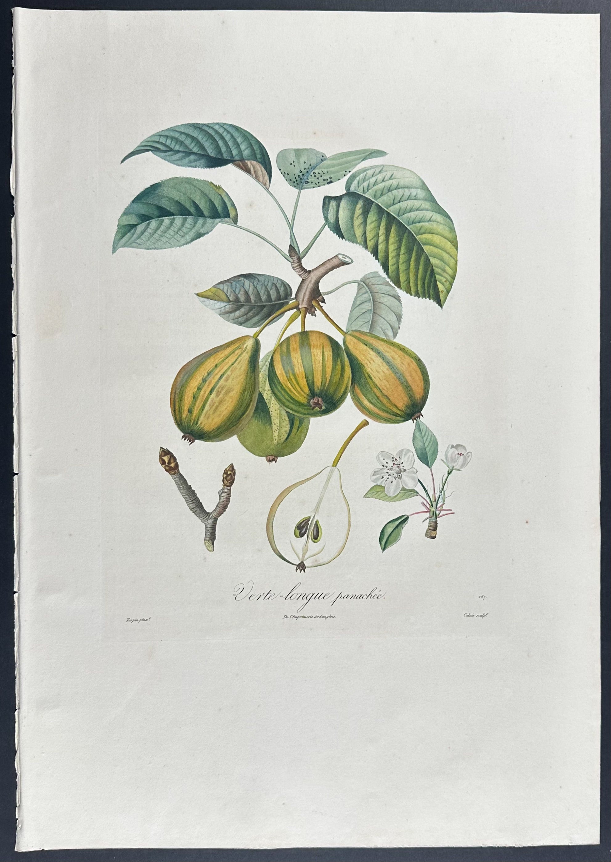 Pear