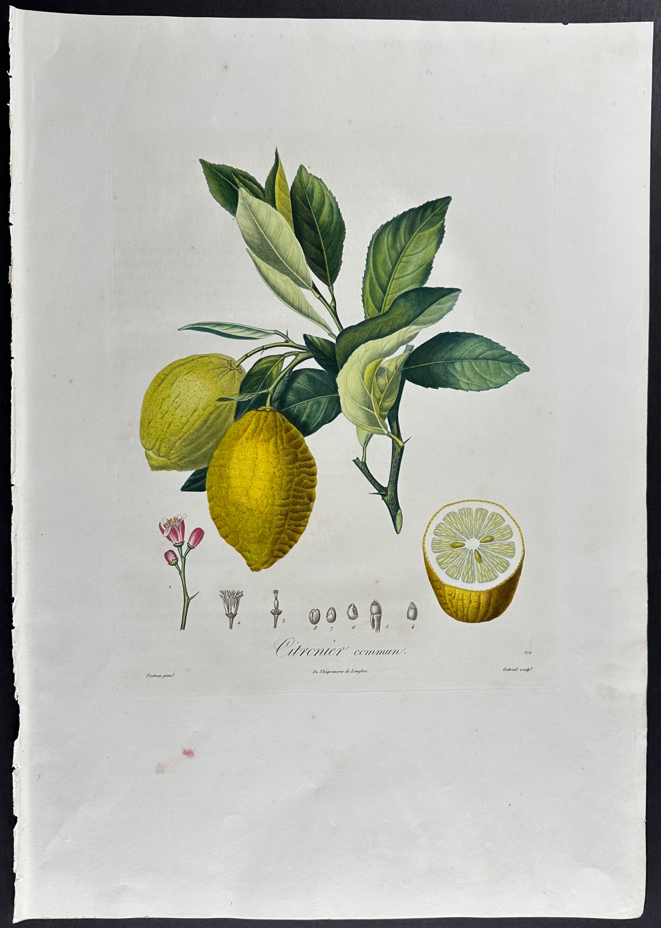 Lemon