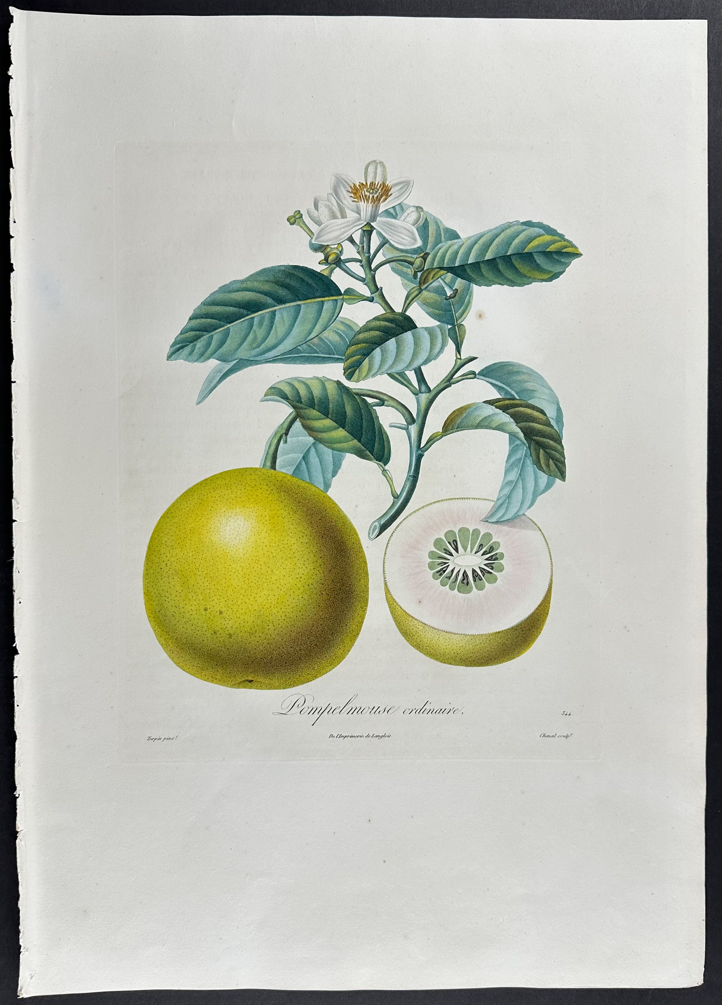 Grapefruit