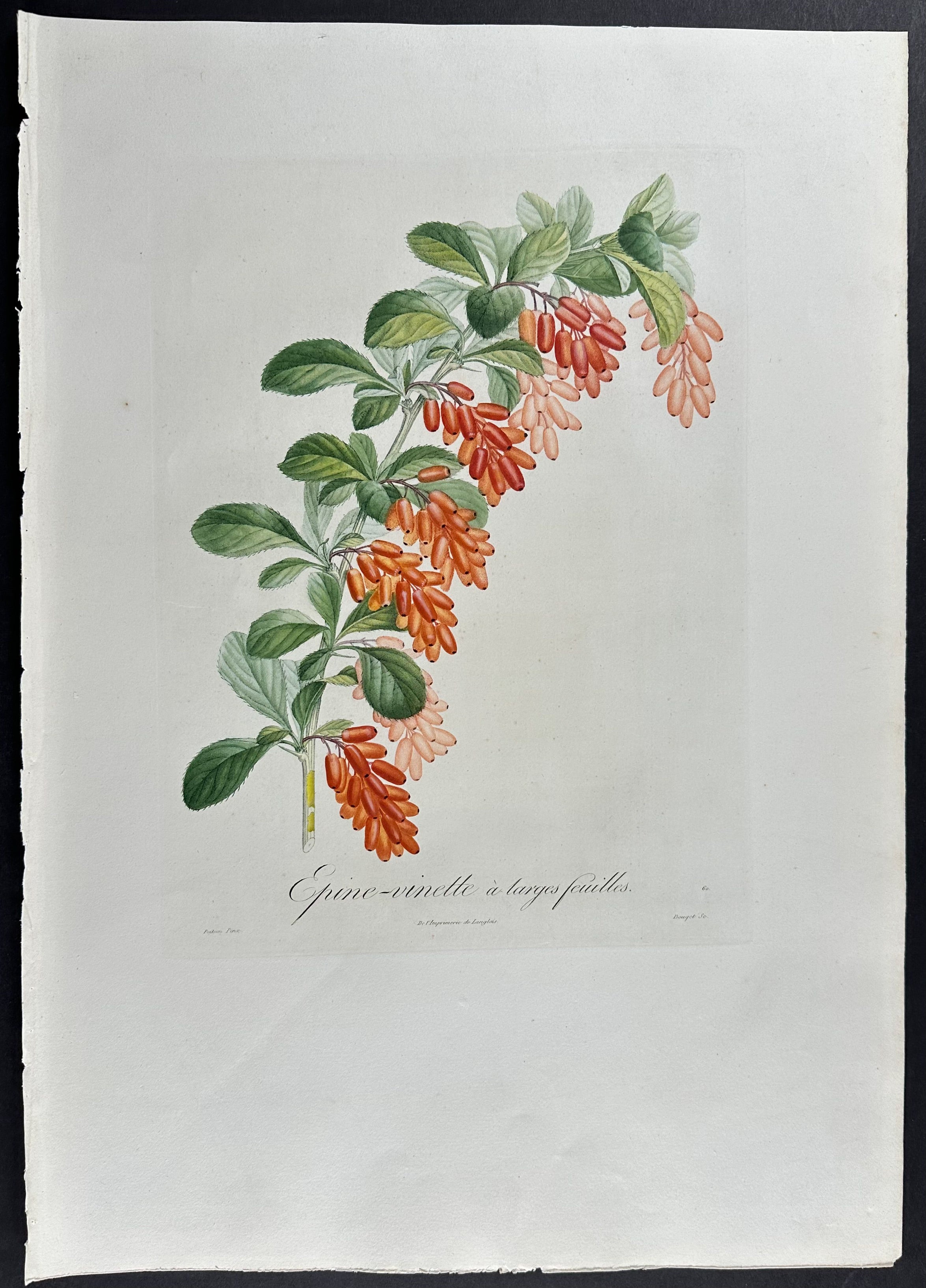 Barberry