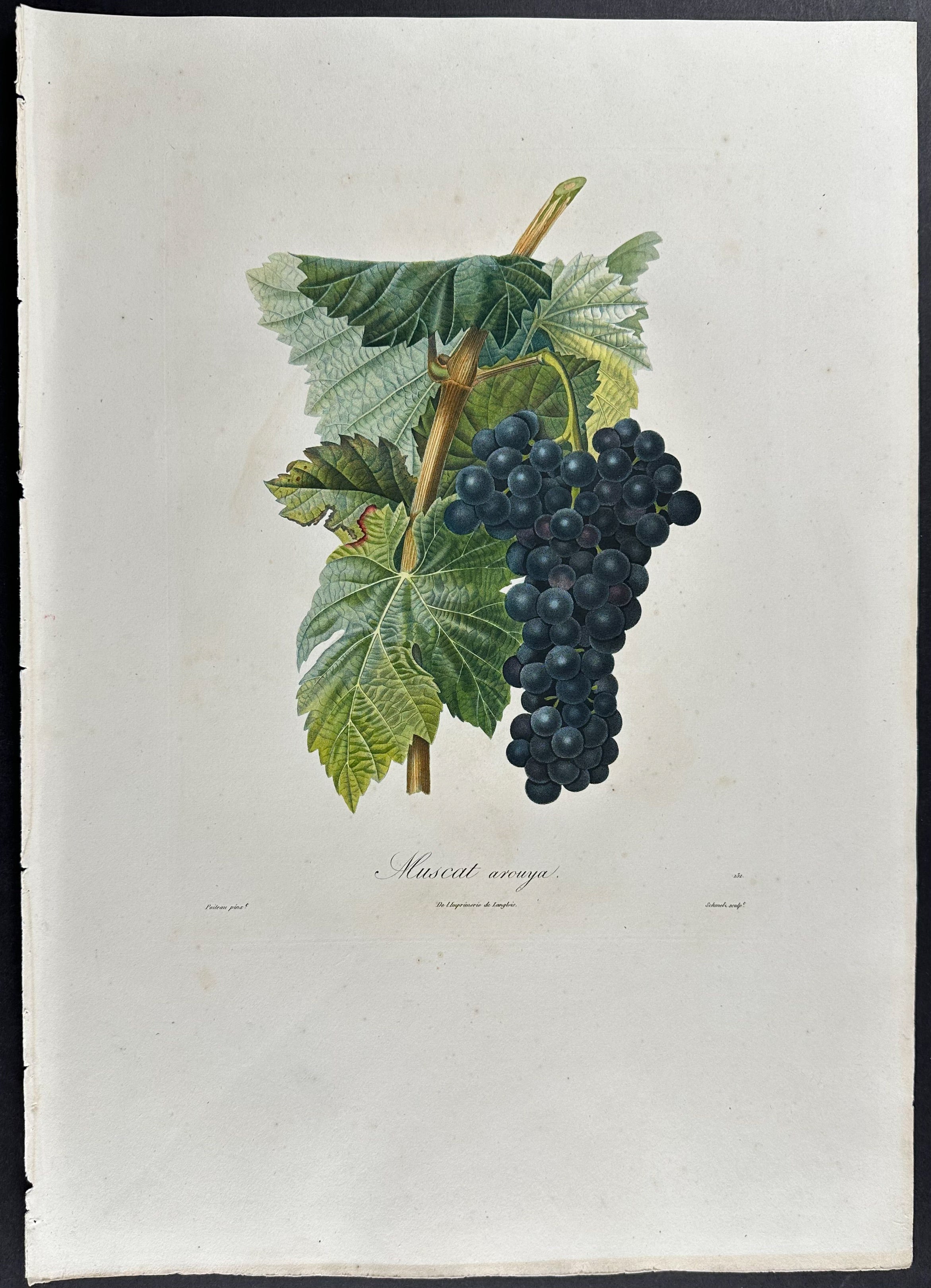 Grapes