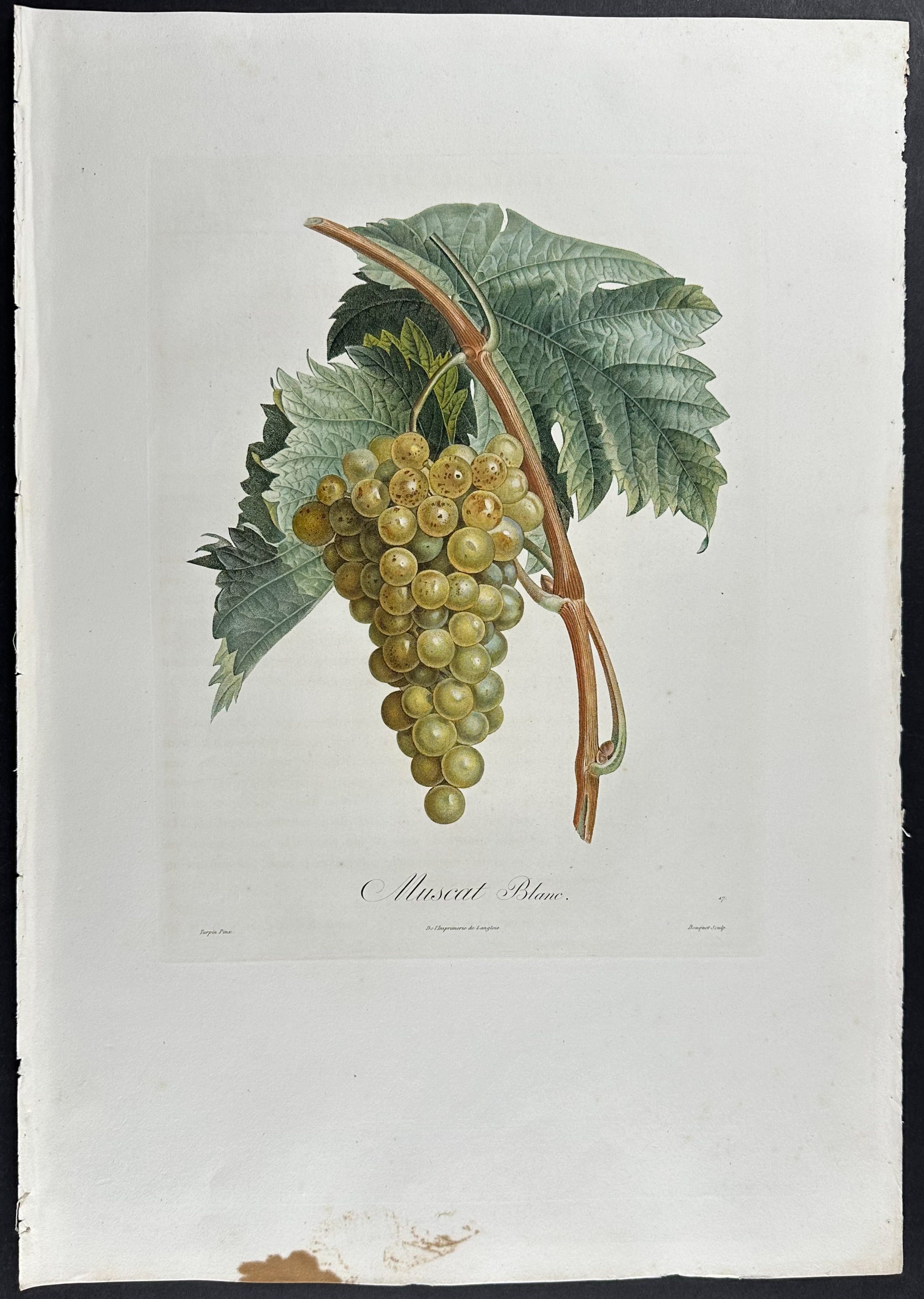 Grapes