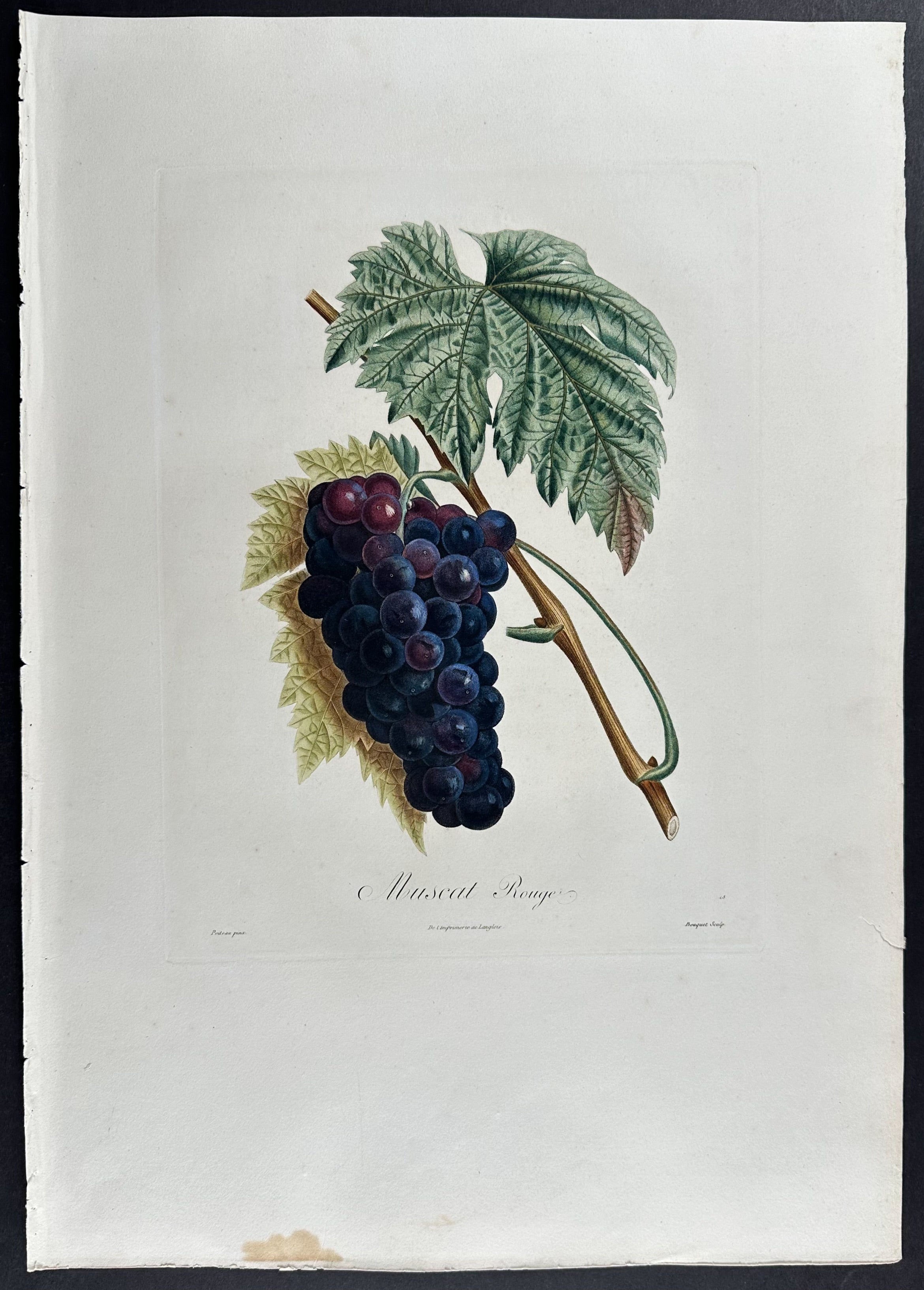 Grapes